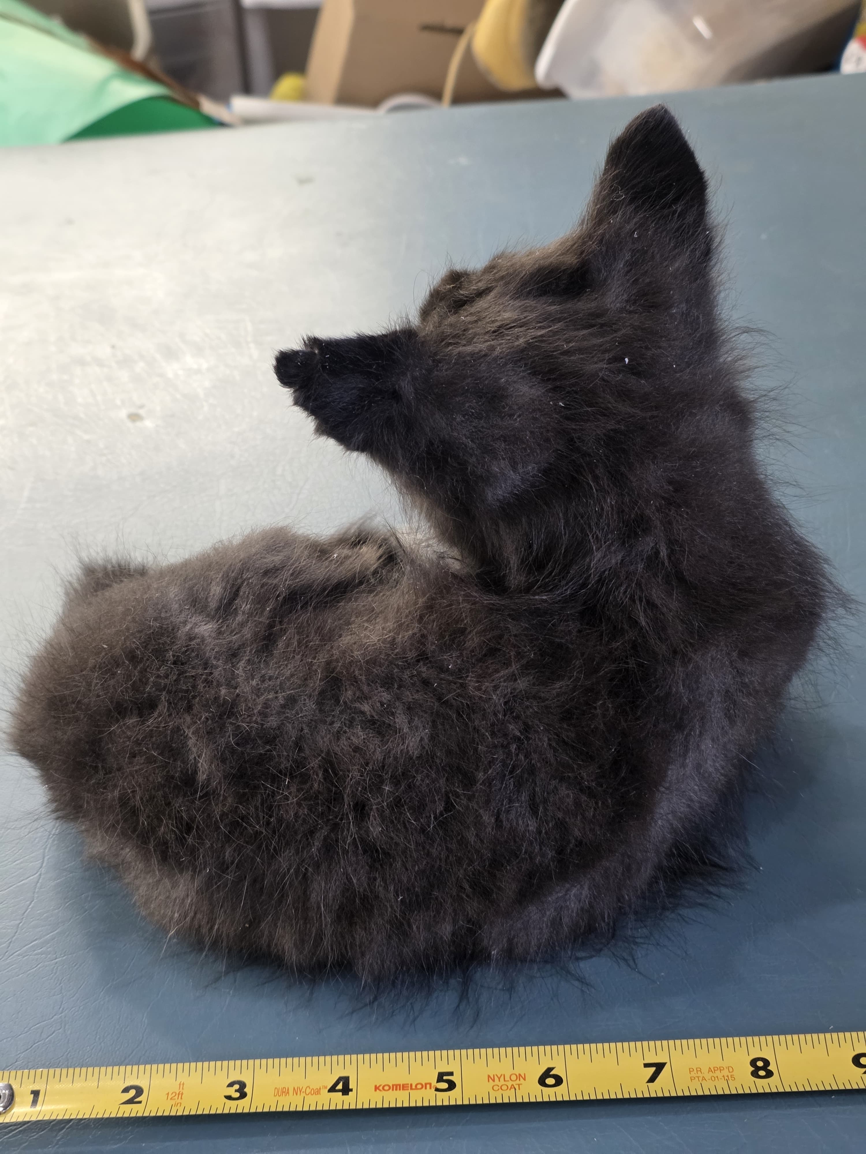 Fhjun16 - baby Ranch Fox Taxidermy Mount