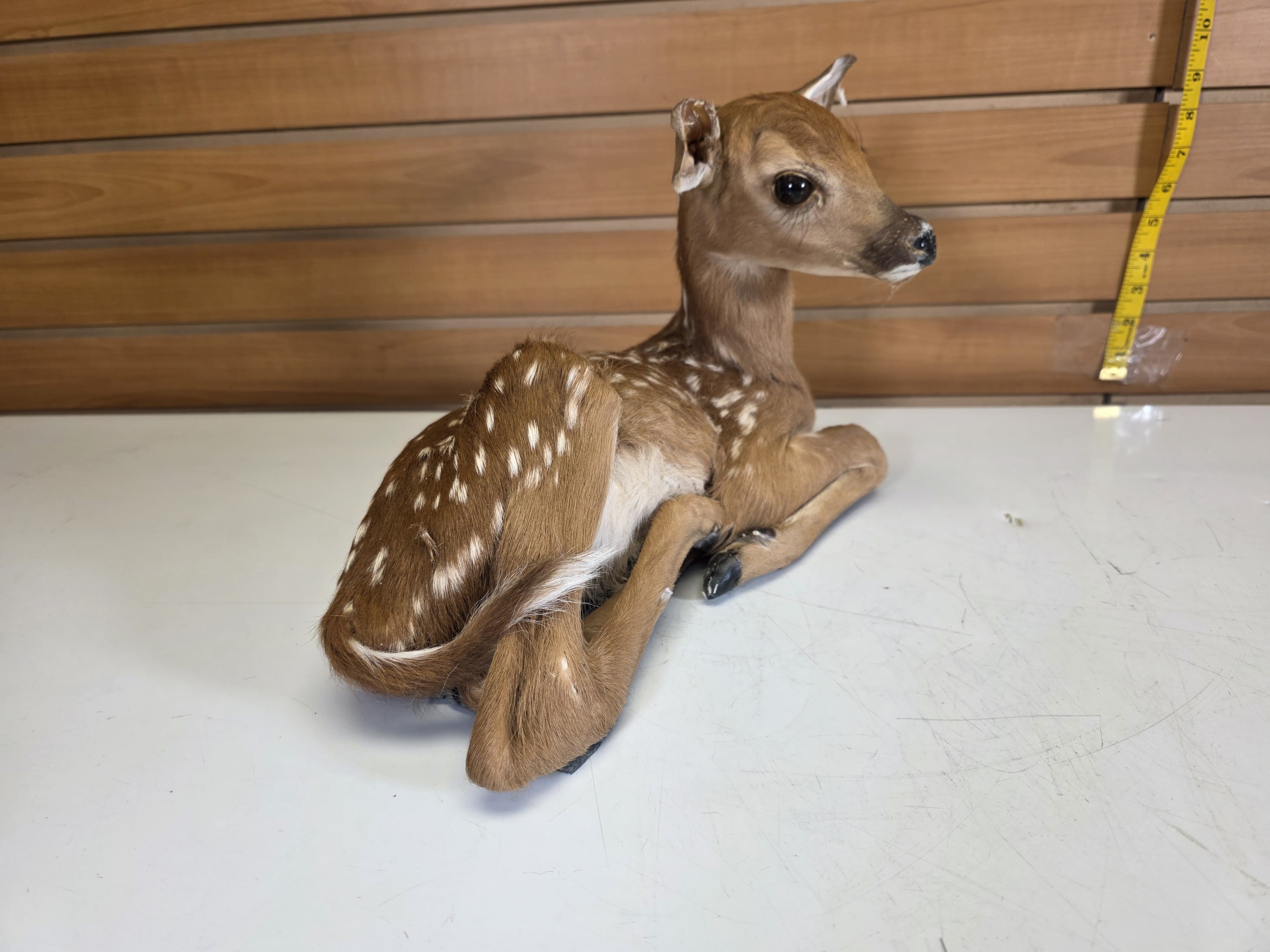 Fhdr201 - Fawn Deer Taxidermy Mount