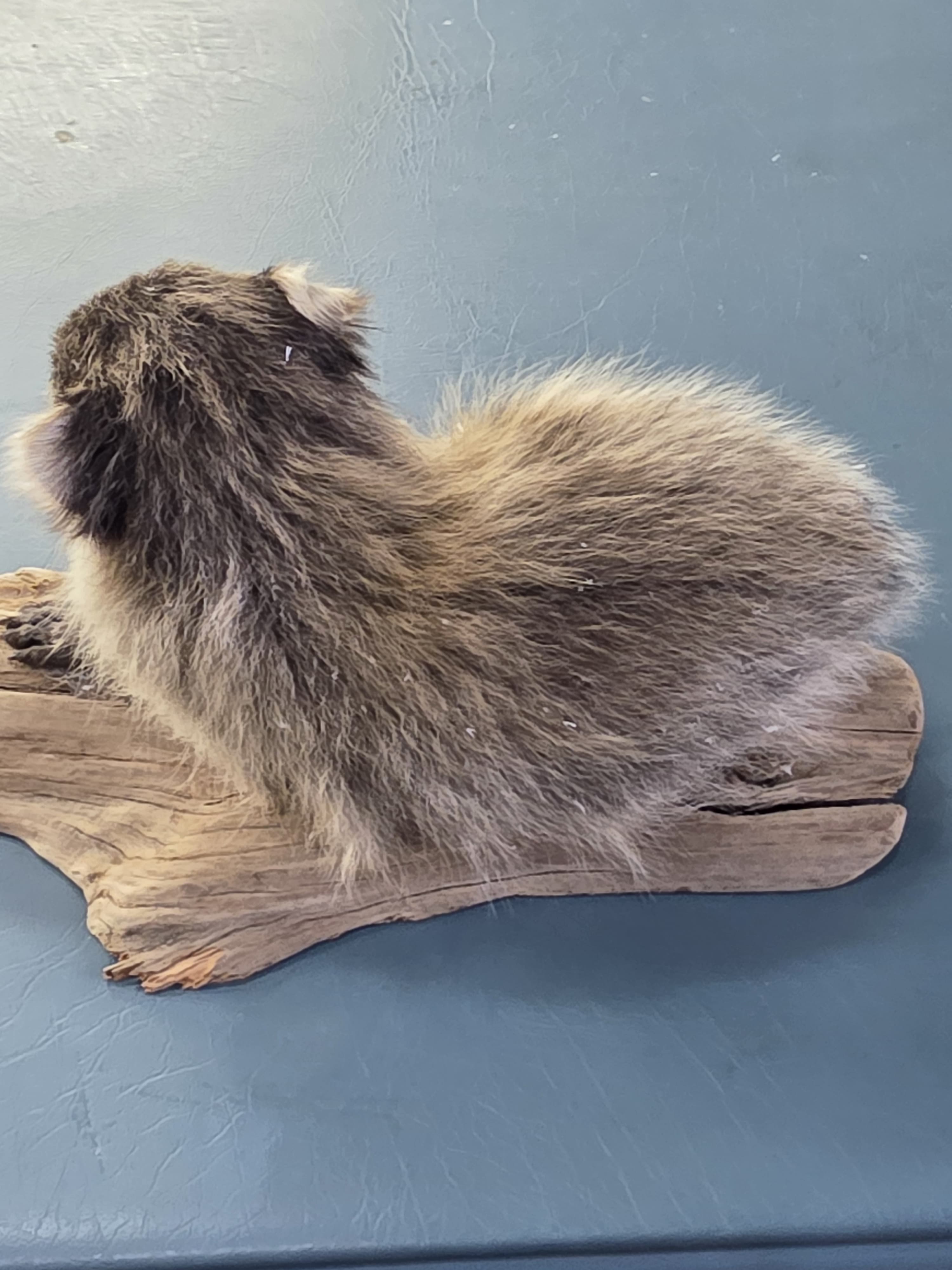 Fhjun21 - Baby Raccoon Taxidermy Mount