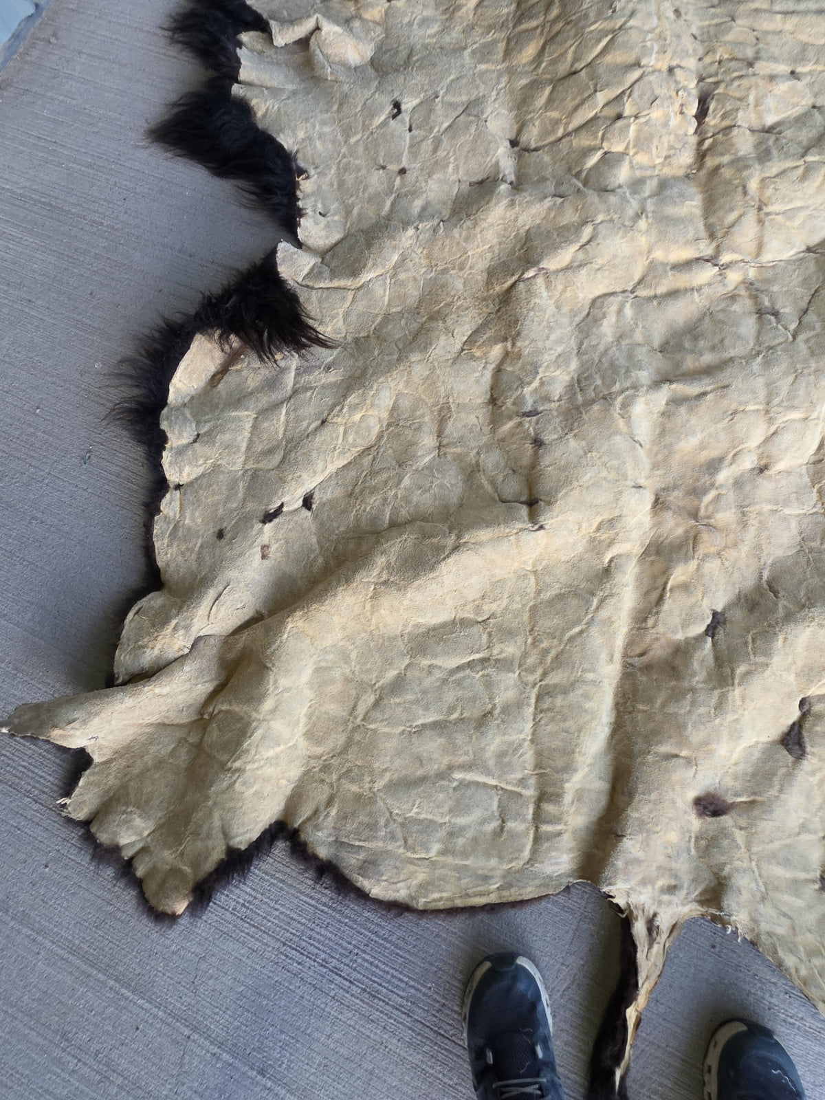 Fhsp108 - Buffalo Taxidermy Hide Rug