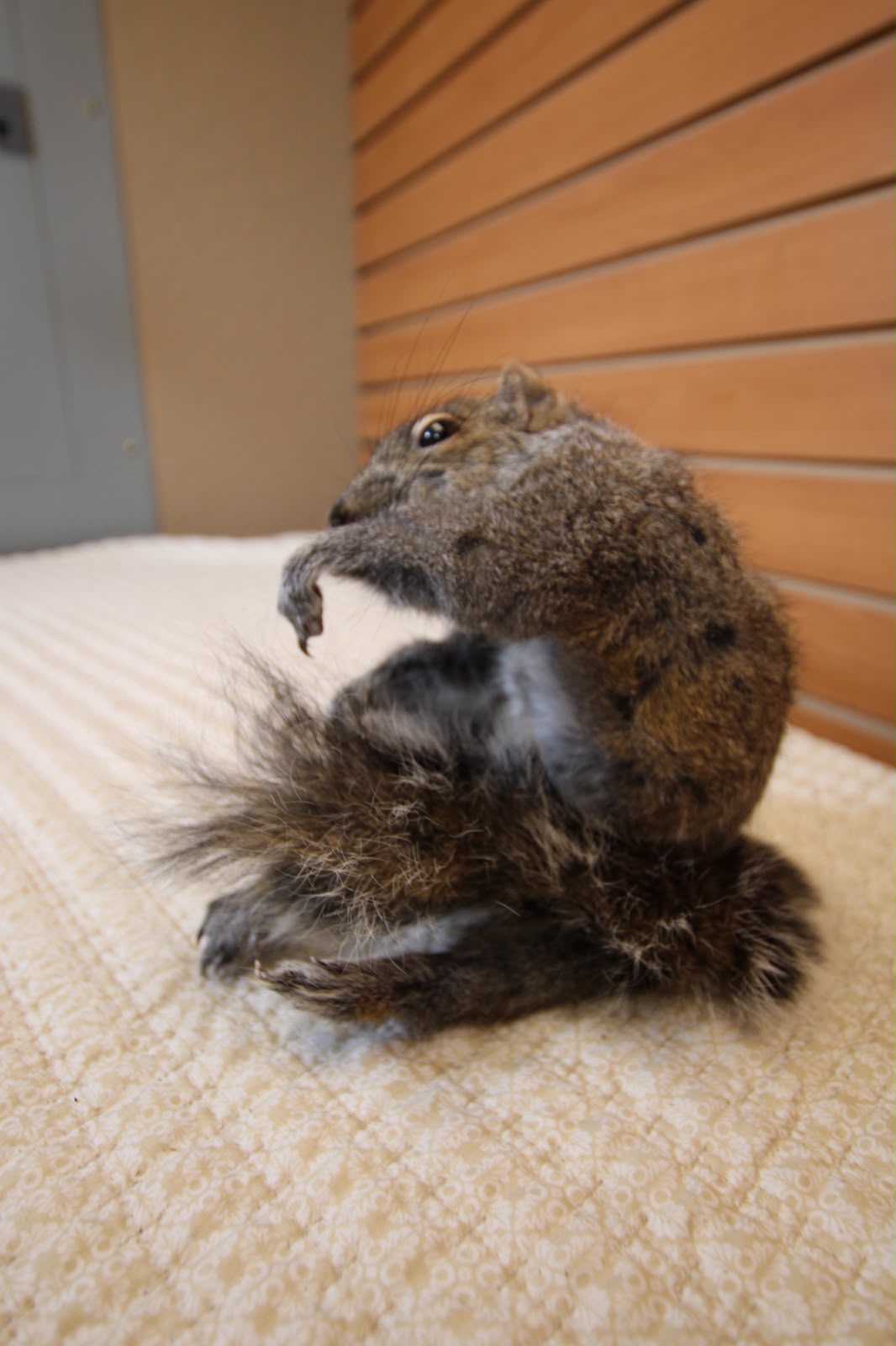 FHSQU004 - Charming Small Squirrel Taxidermy Mount