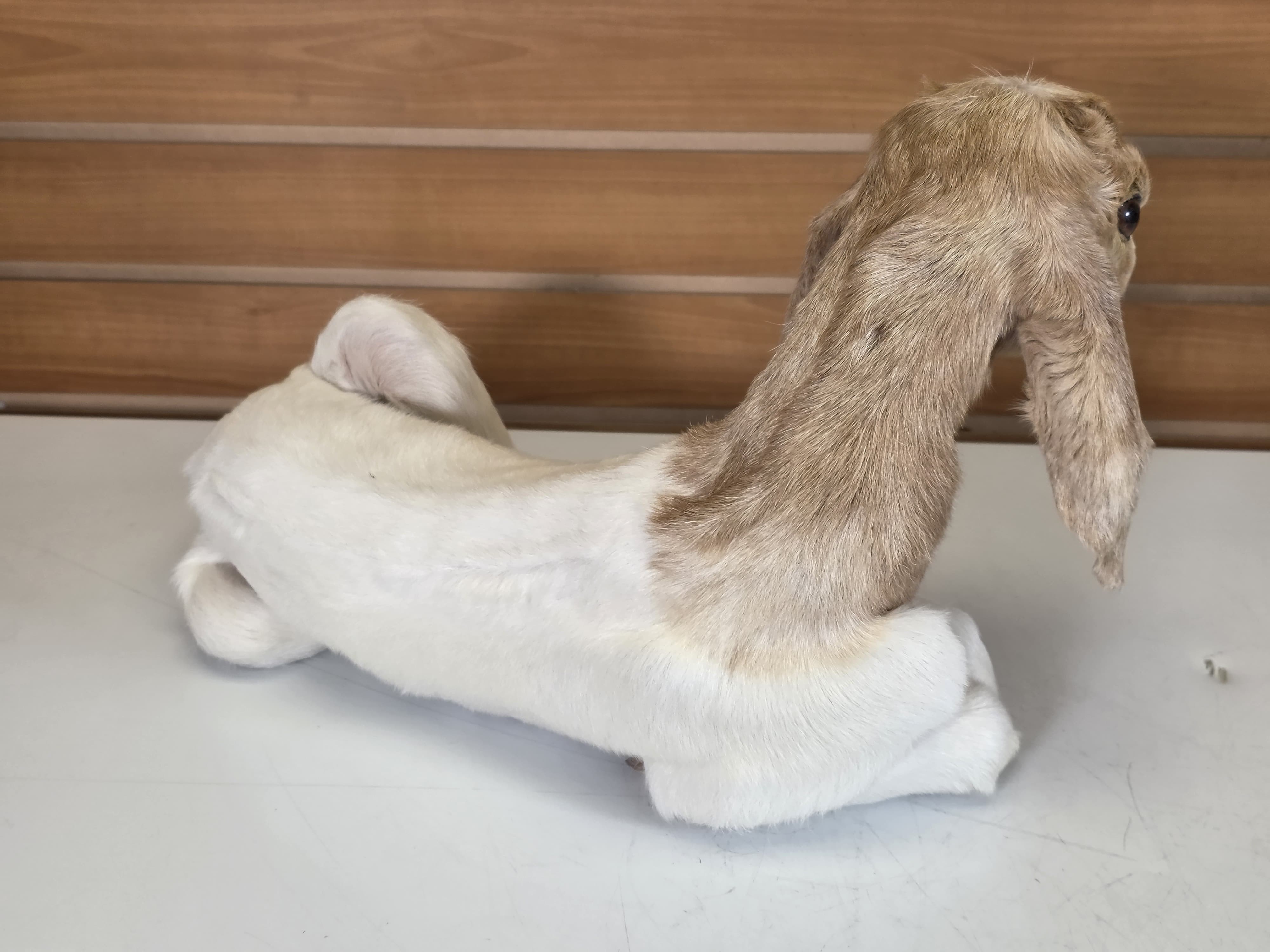 Fhden11 - Boer Kid Goat Taxidermy Mount