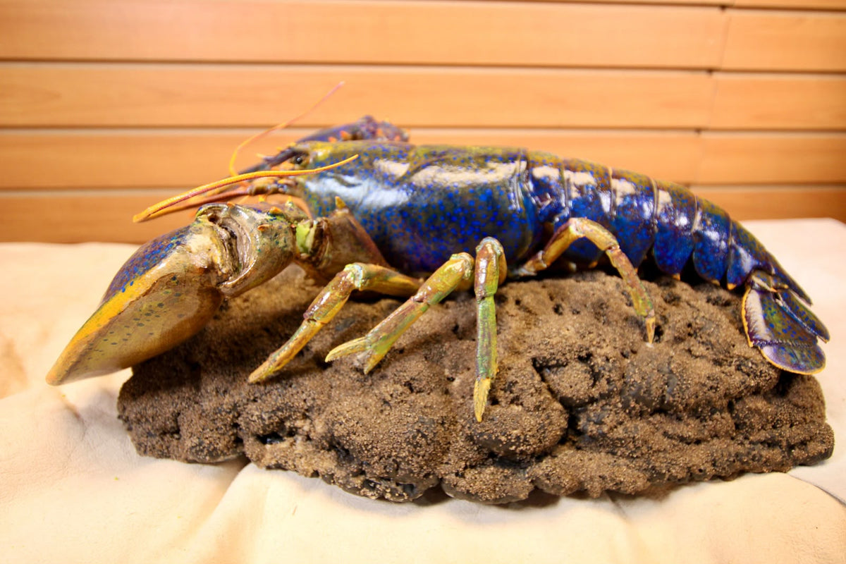 FHSP112 - Taxidermy Iridescent Blue and Green Lobster Specimen