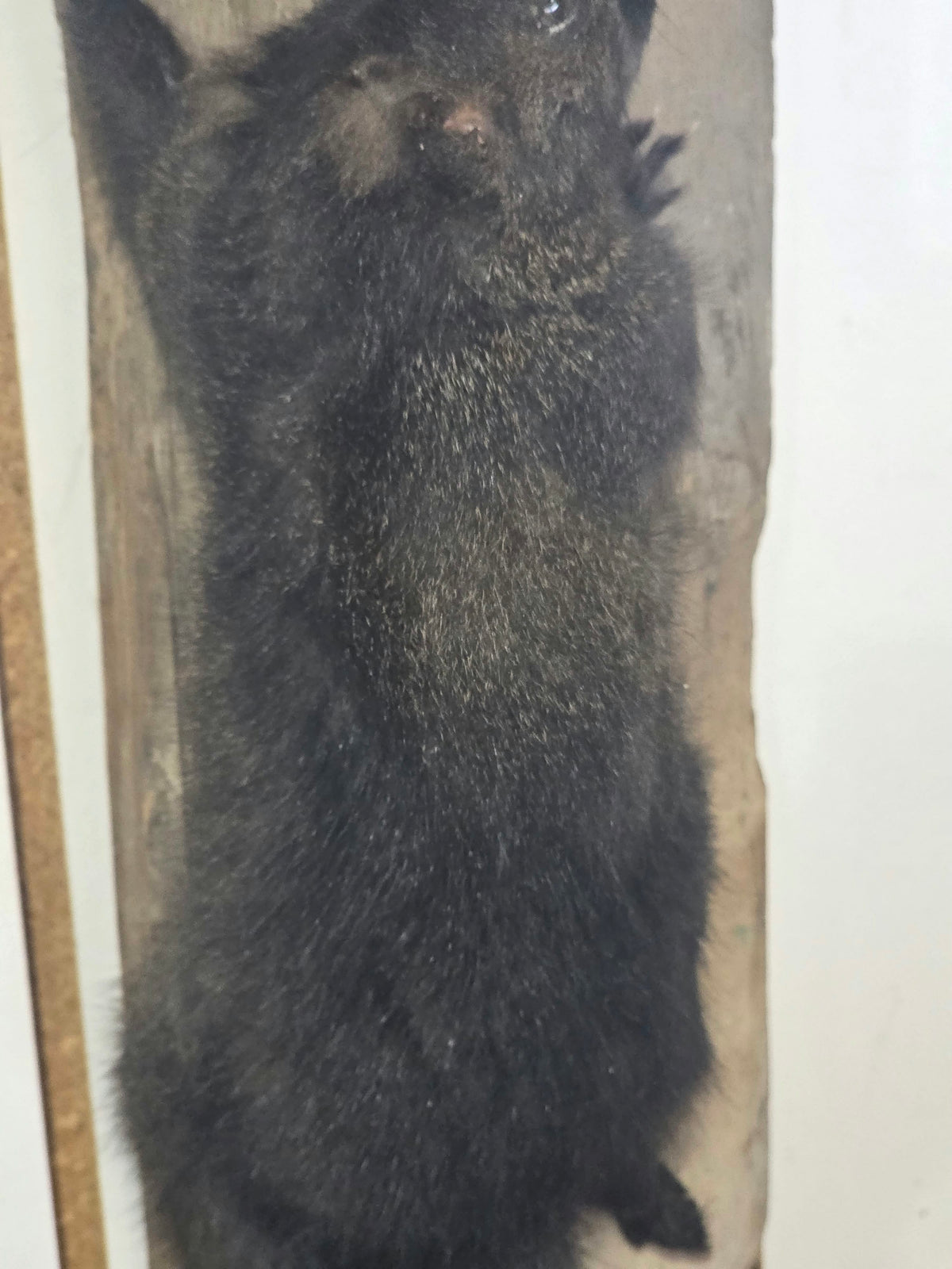 Comb118 - Unique Black Squirrel Taxidermy Mount