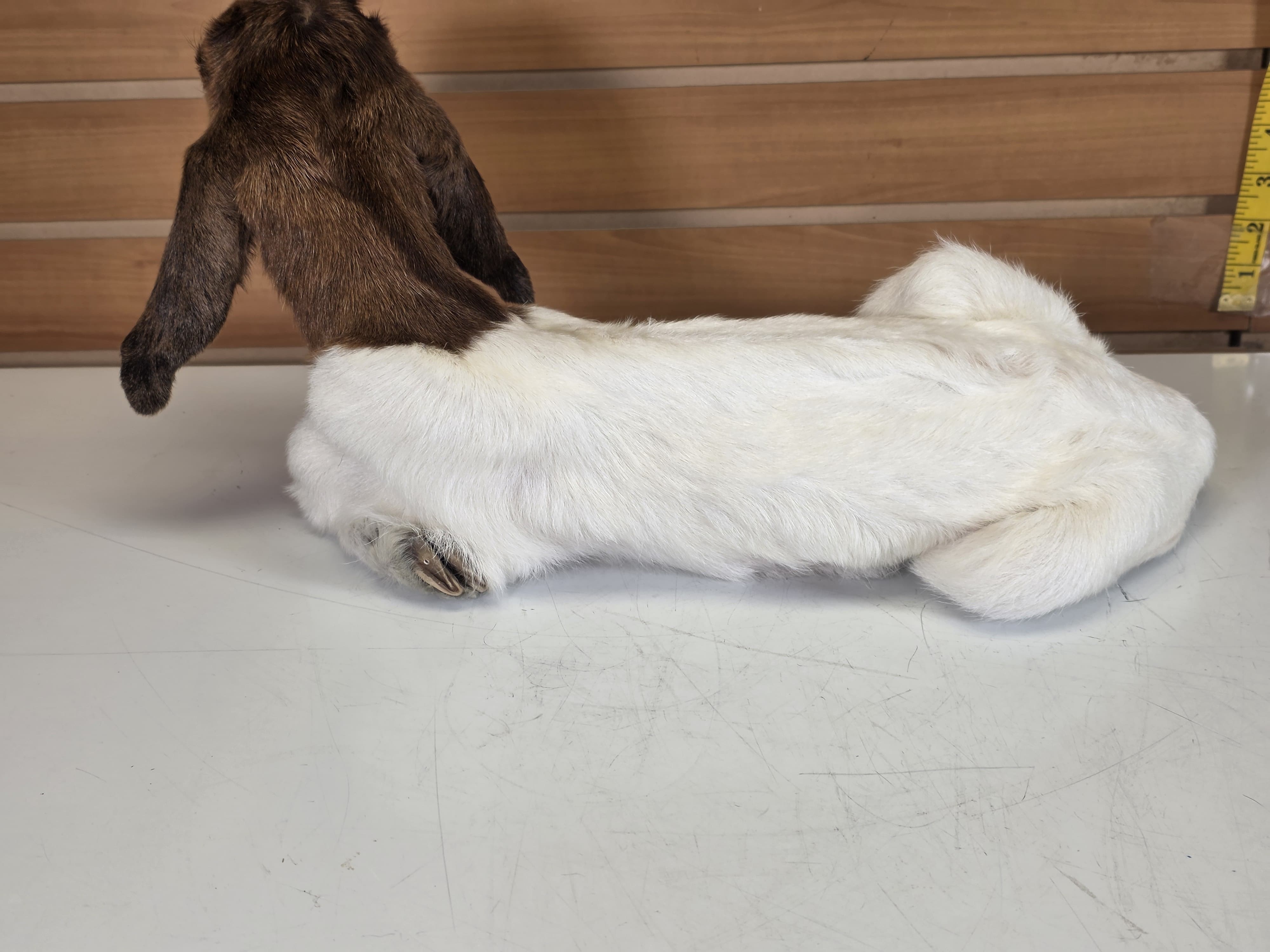 Fhden12 - Boer Kid Goat Taxidermy Mount