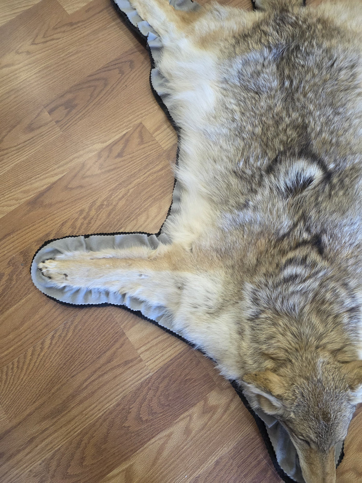 FHEB1016A - Exquisite Handcrafted coyote Taxidermy Rug