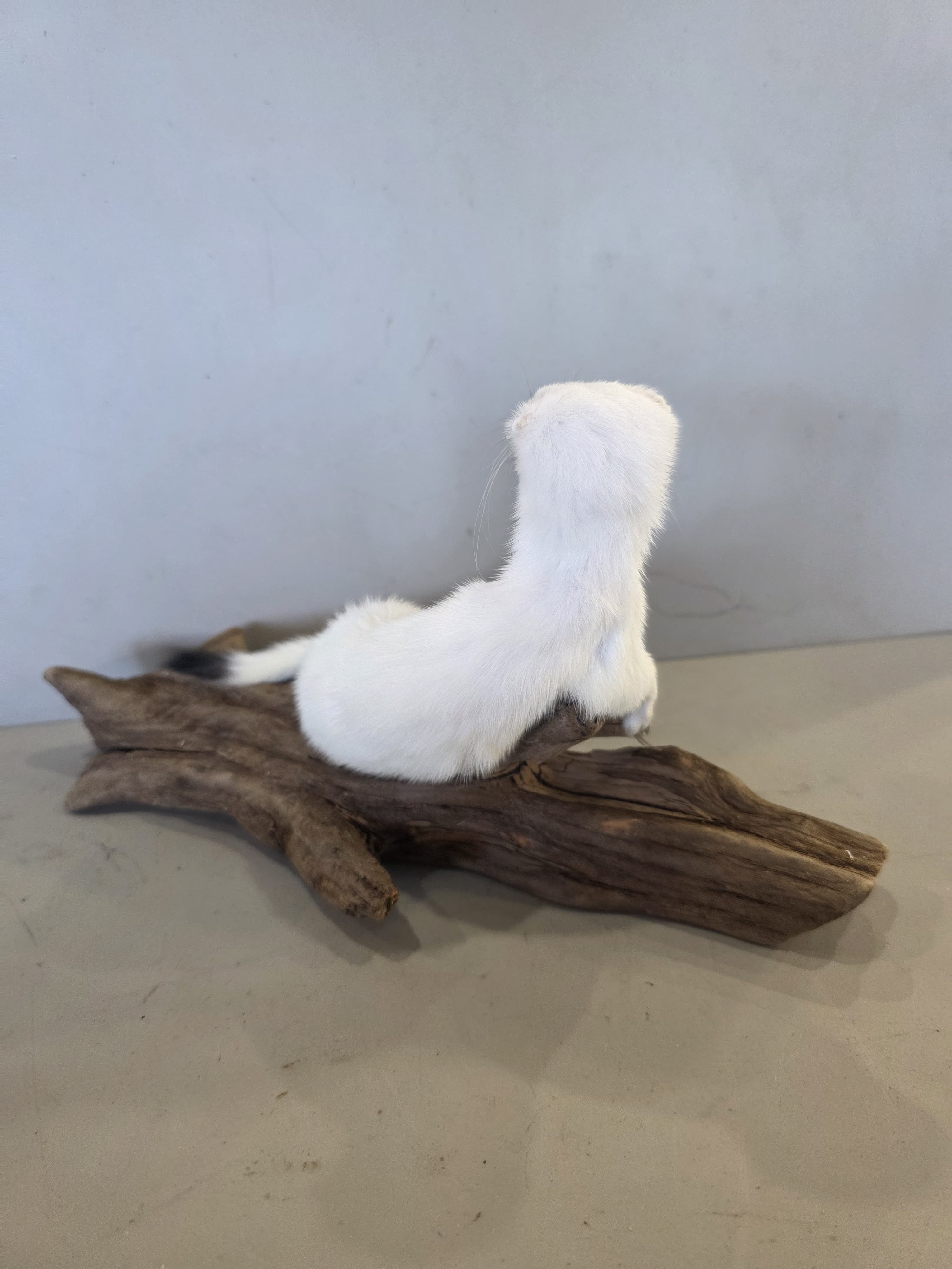 FHJUL12 - Taxidermy Ermine – Realistic Display Specimen