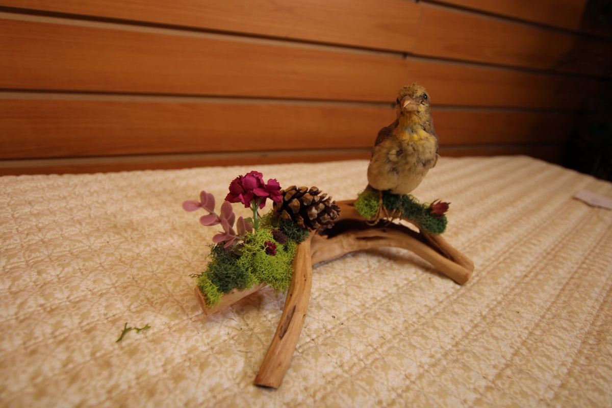 JTVBMA82 - Exquisite Taxidermy Sierra Finch