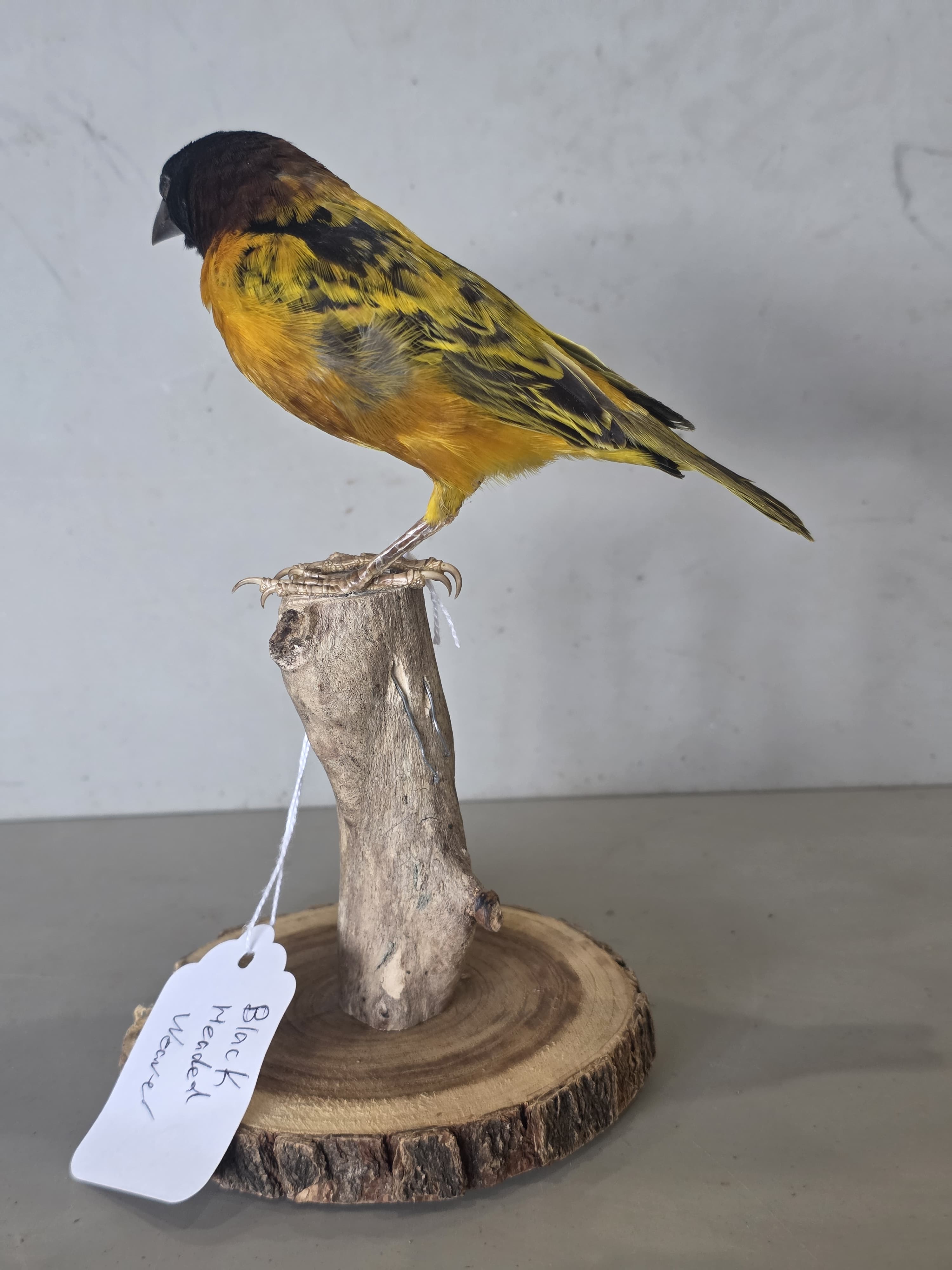 JTVIT3 - Black Headed Weaver Finch Taxidermy – Pen Raised