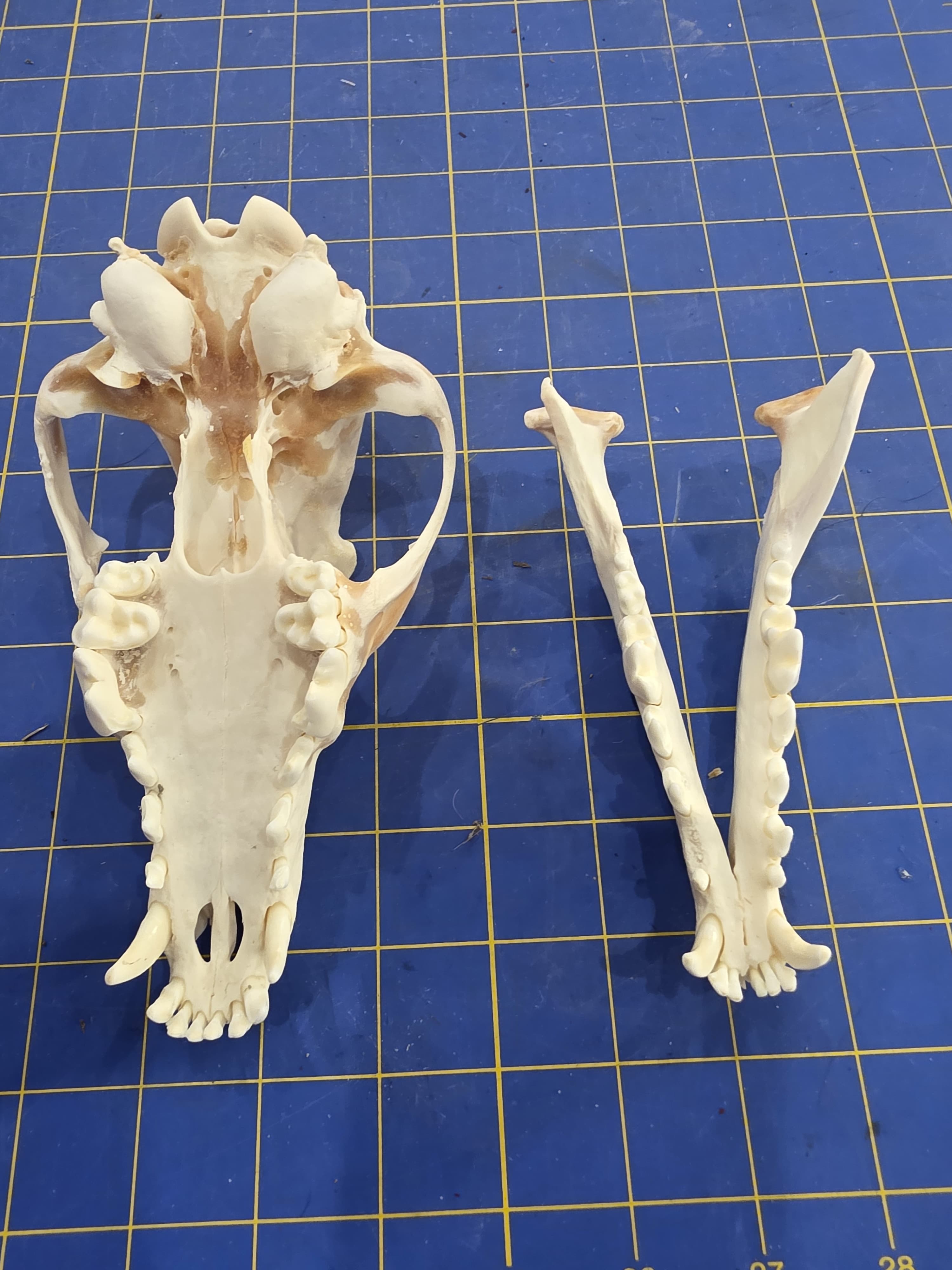 Fhst2 - Coyote Skull – Authentic Wildlife Specimen