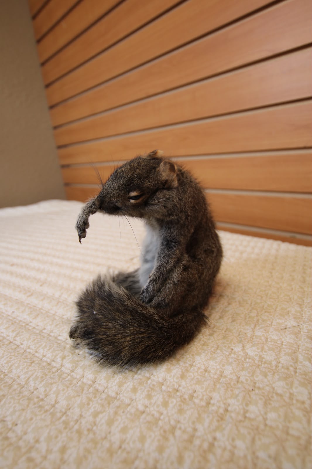 FHSQ002 - drunk Small Squirrel Taxidermy Mount