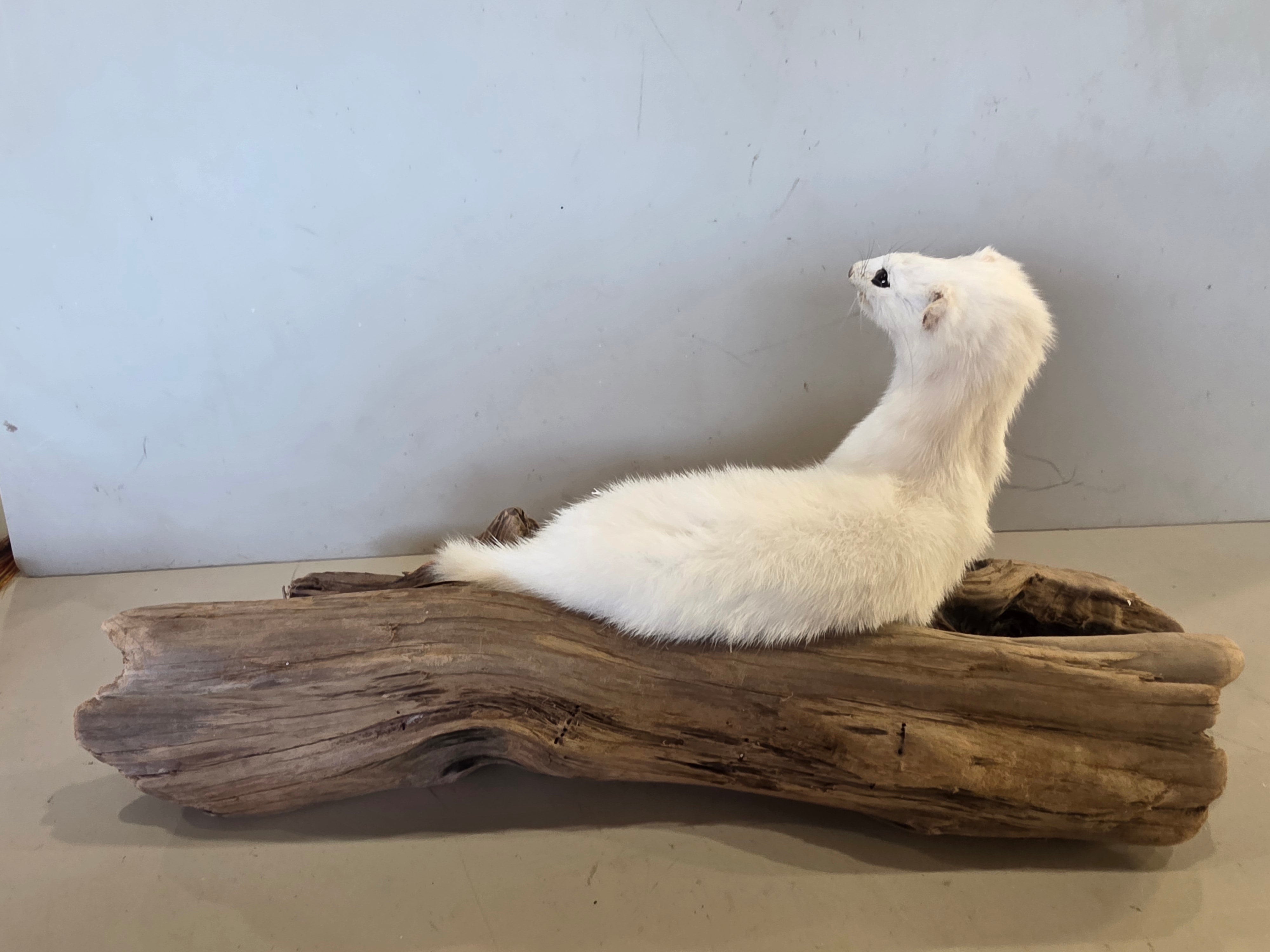 FHJUL10 - Taxidermy Ermine – Realistic Display Specimen