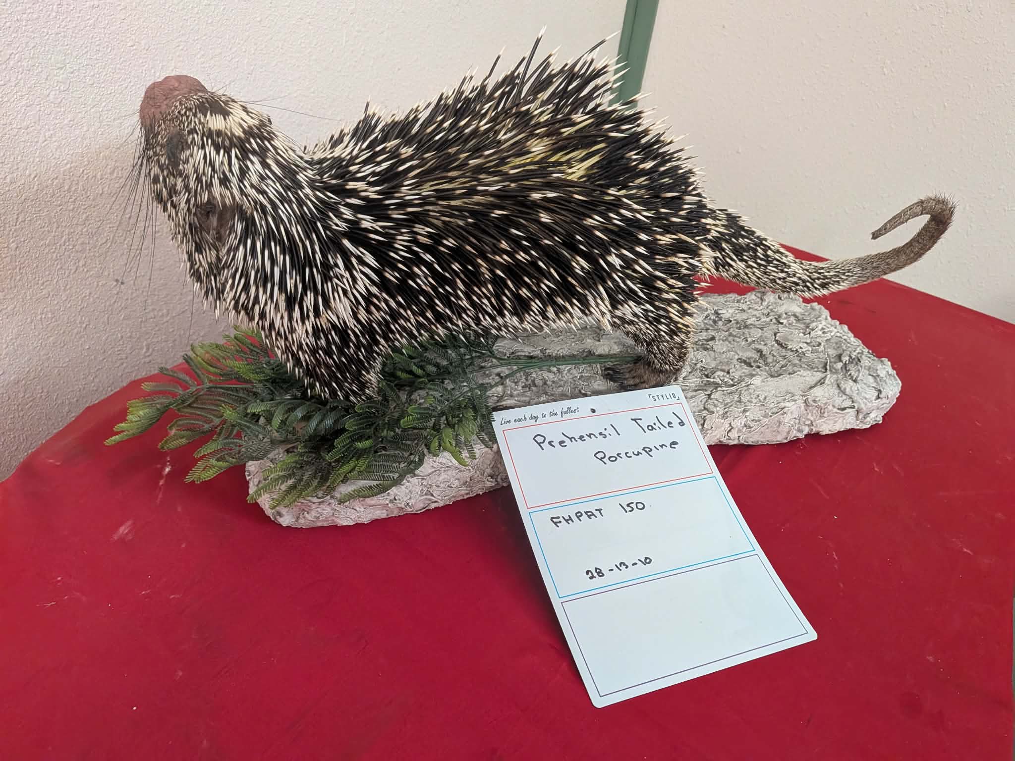 FHPAT150 - Prehensile-Tailed Porcupine Taxidermy Mount – Exotic Wildlife Display