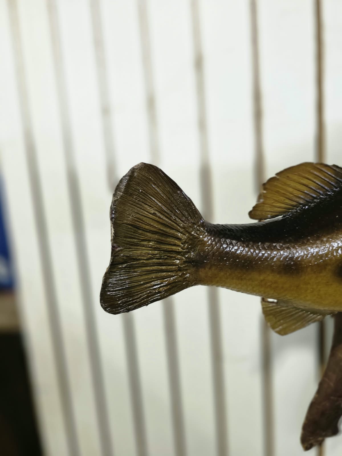 Comb105 - Trophy-Size 20" Largemouth Bass Taxidermy Mount