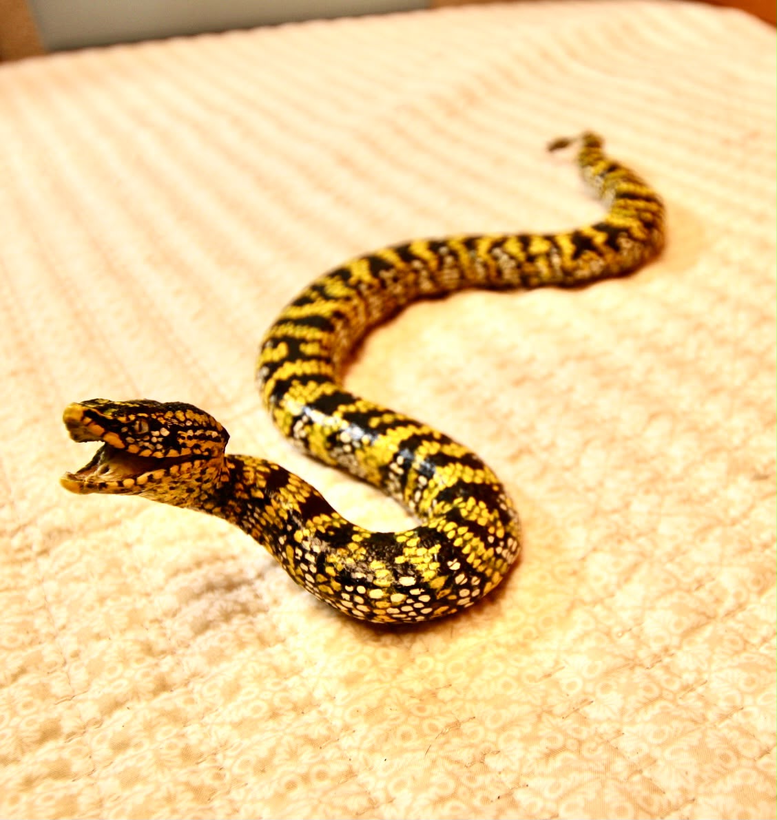FHSP136 - Exquisite Taxidermy Wagler Viper