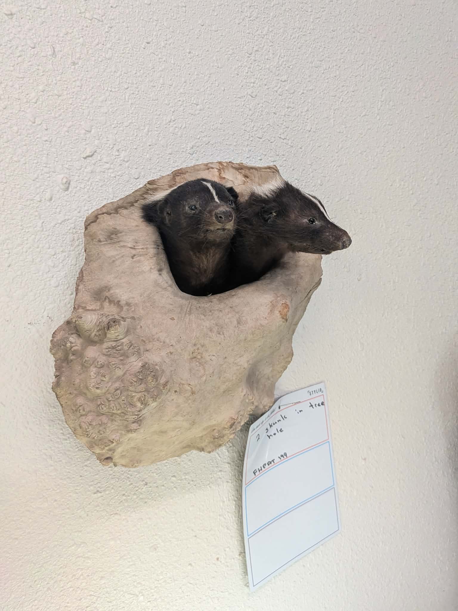 FHPAT199 - Twin Skunks in Tree Hole Taxidermy Mount –