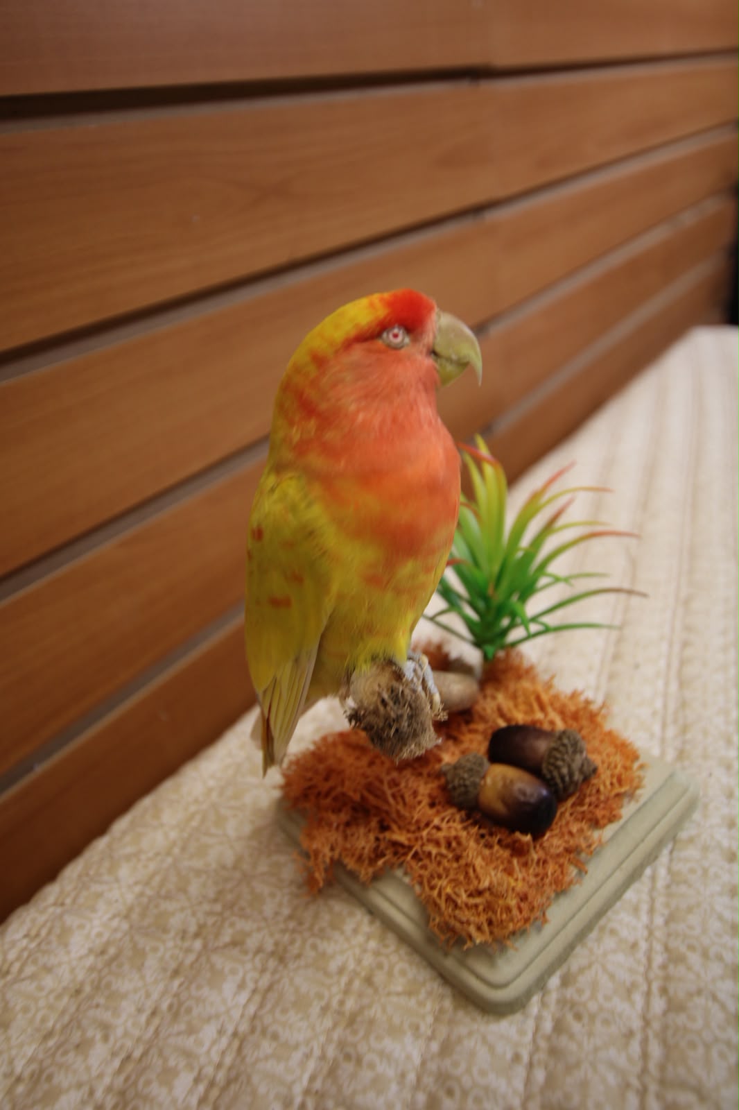FHSP128 - Rosy-Faced Lovebird Taxidermy on Mossy Branch