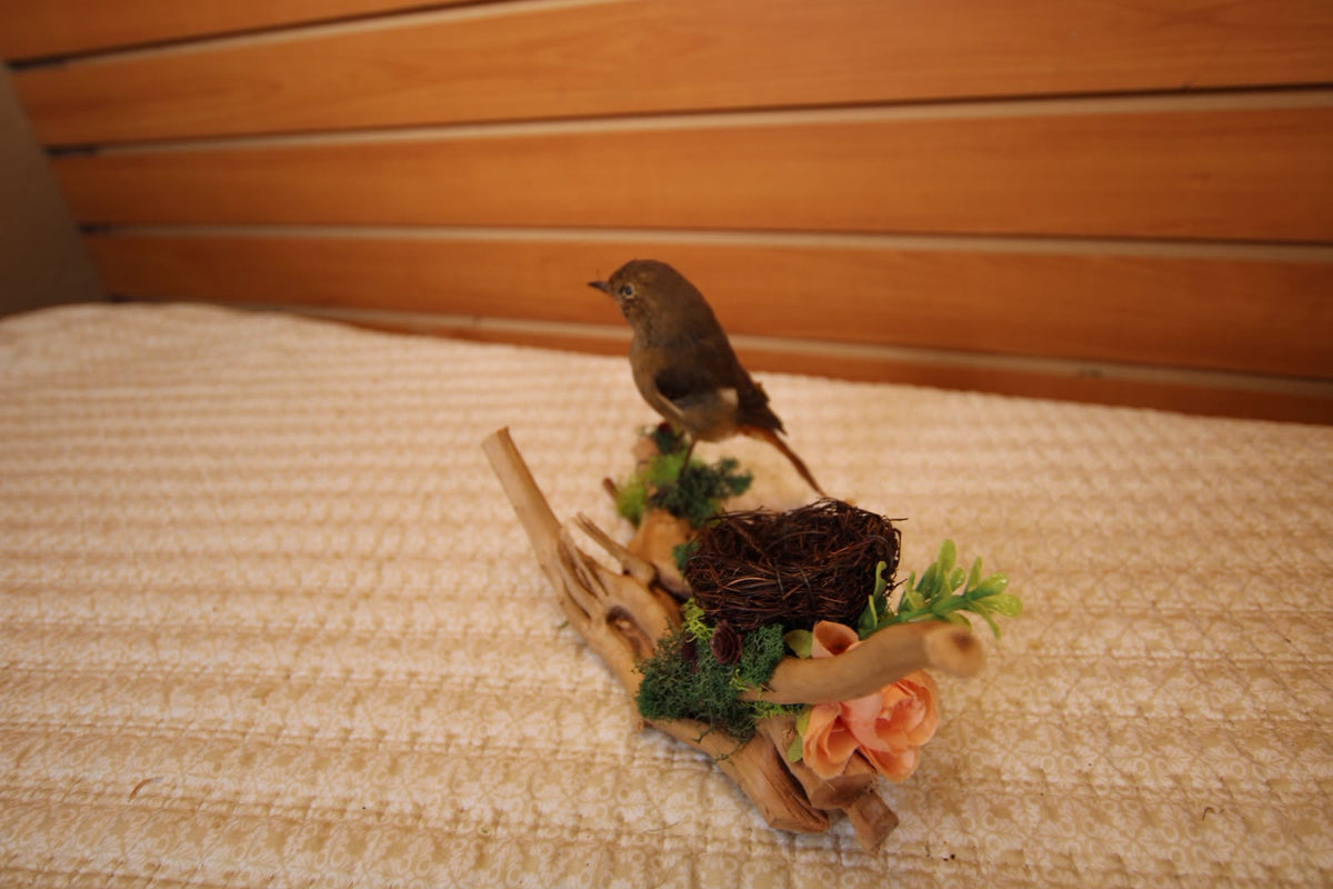 JTVBJ78- Exquisite Taxidermy Rufous-Bellied Niltava