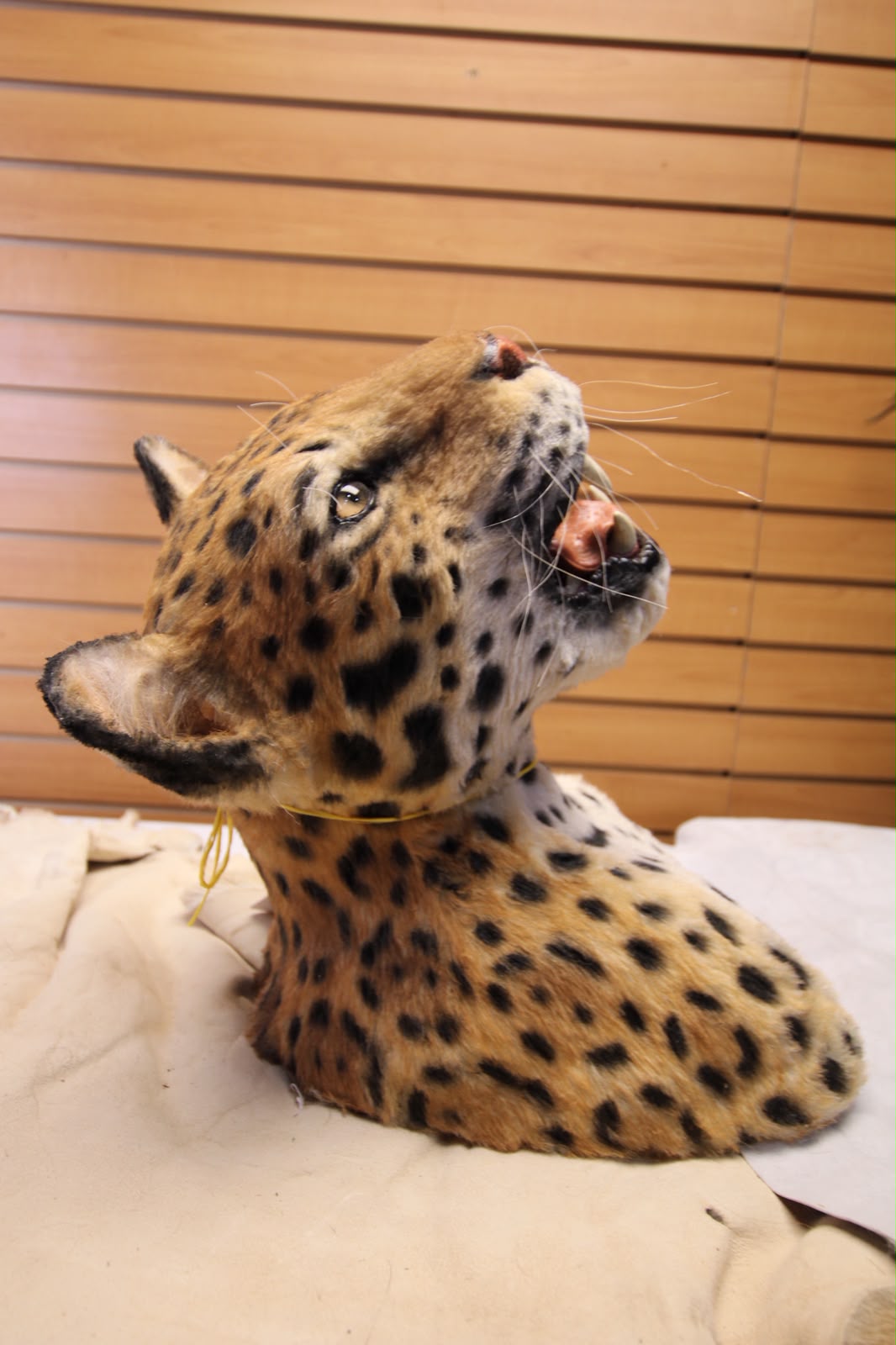 FJRBC02 - reproduction Taxidermy Leopard Head Mount
