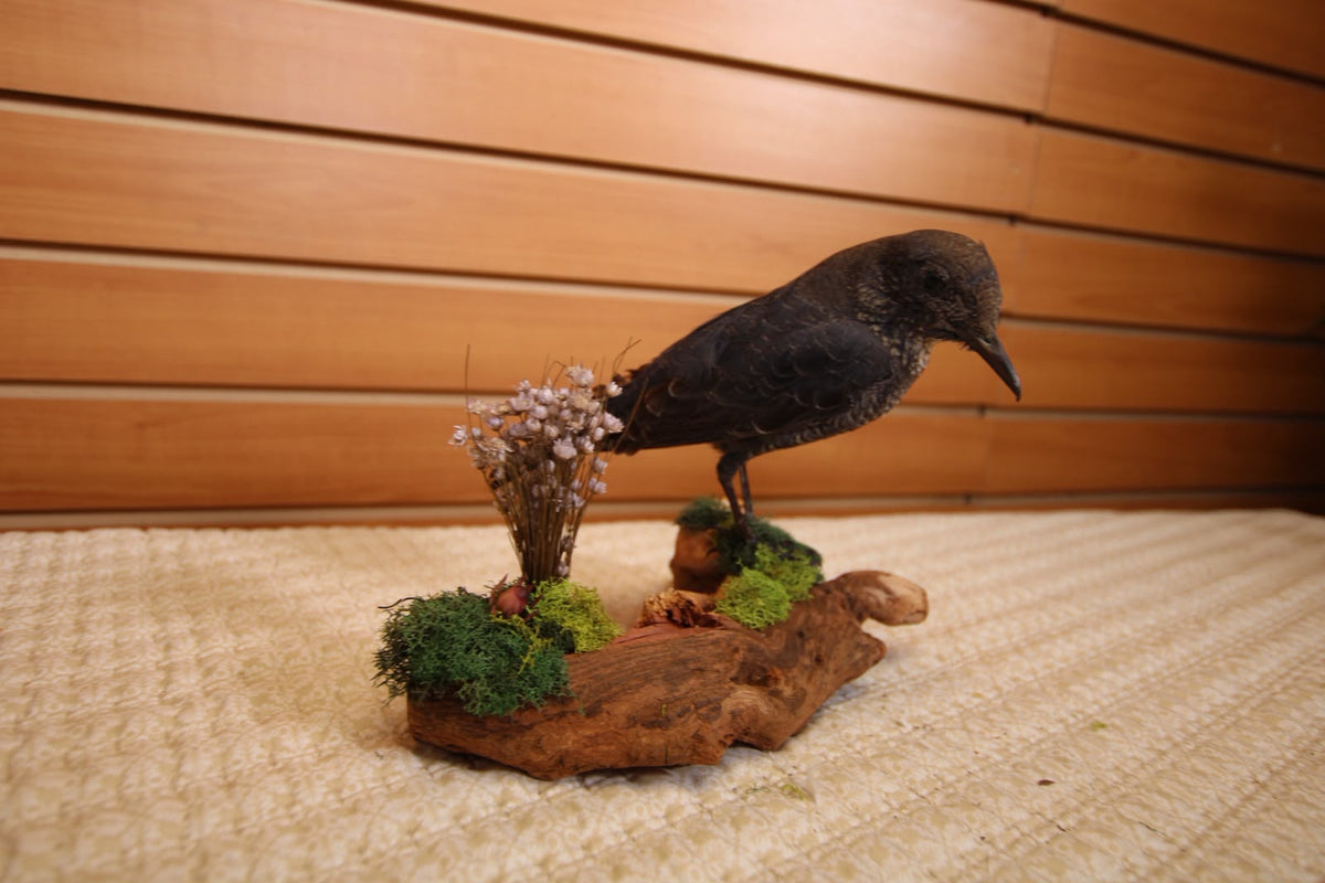 JTVBMA27 - Exquisite Taxidermy Common Rock Thrush