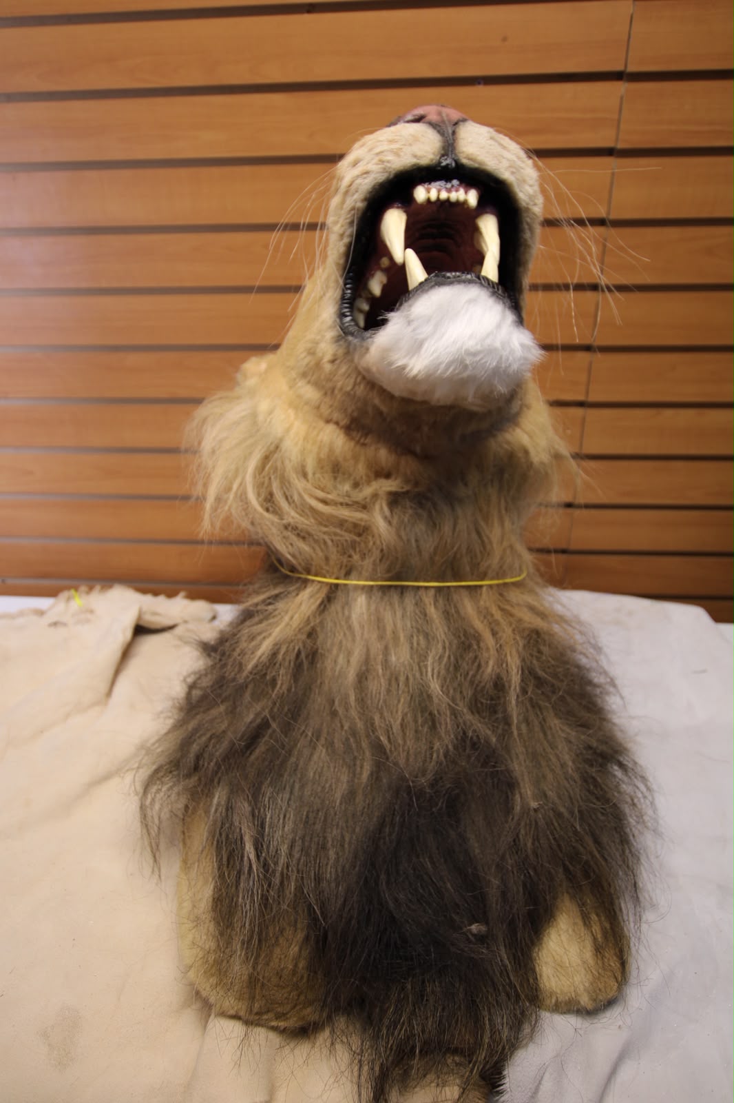 FHRBC08 -reproduction Taxidermy Lion Head Mount on Wooden Slat Wall Panel