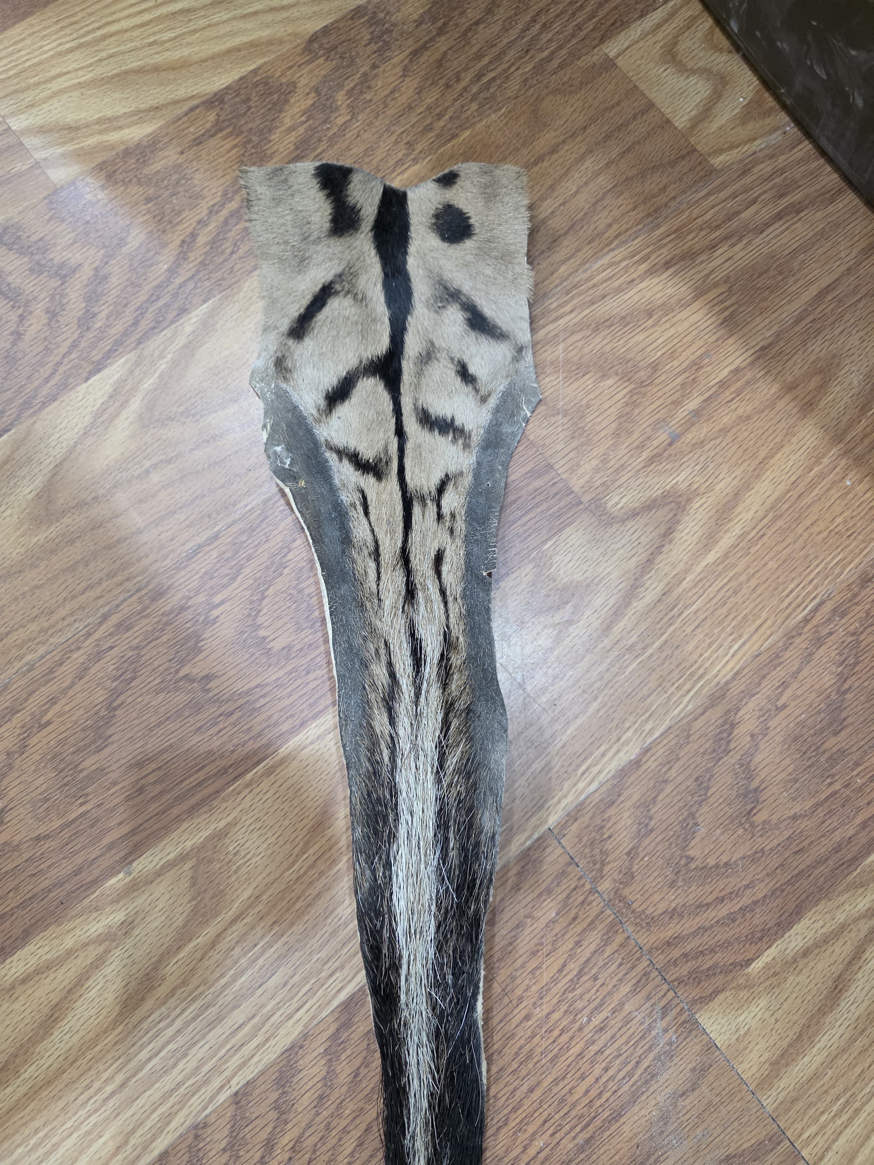 JVTL4 - Zebra Tail 34" – Authentic Taxidermy Decor