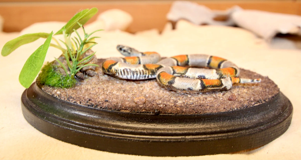 - Taxidermy Pueblan Milk Snake Specimen