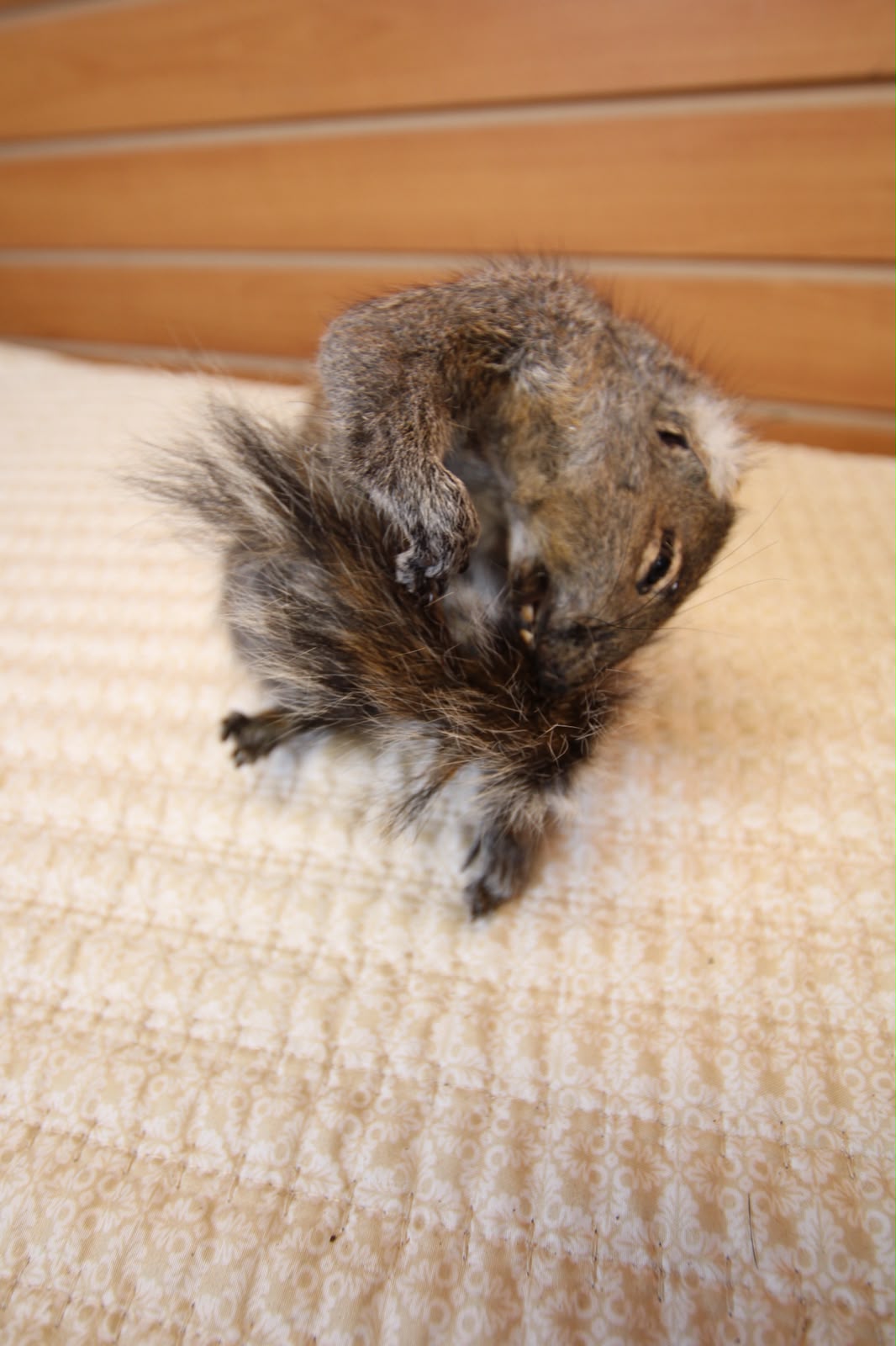 FHSQU006 - drunk Small Squirrel Taxidermy Mount