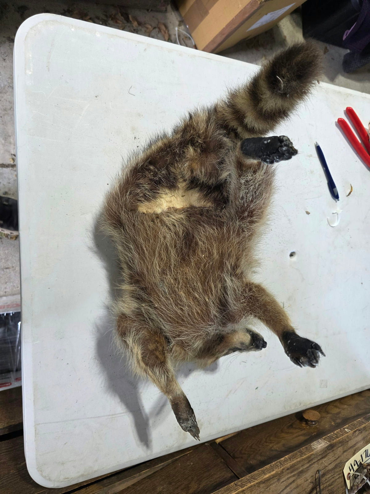 Comb130 - Lifelike Full-Body Raccoon Taxidermy Mount