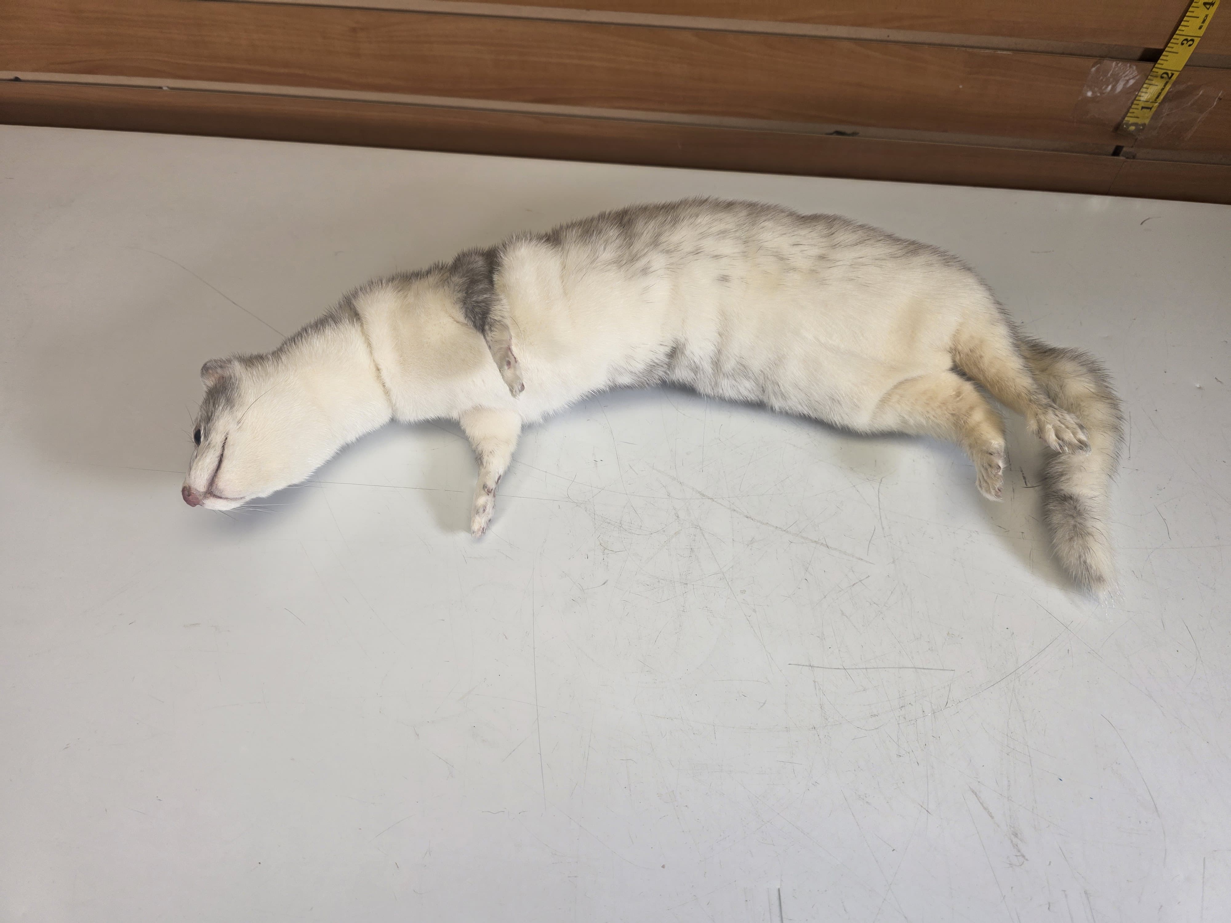 Fhsft104 - Soft Mount Ranch Mink Taxidermy