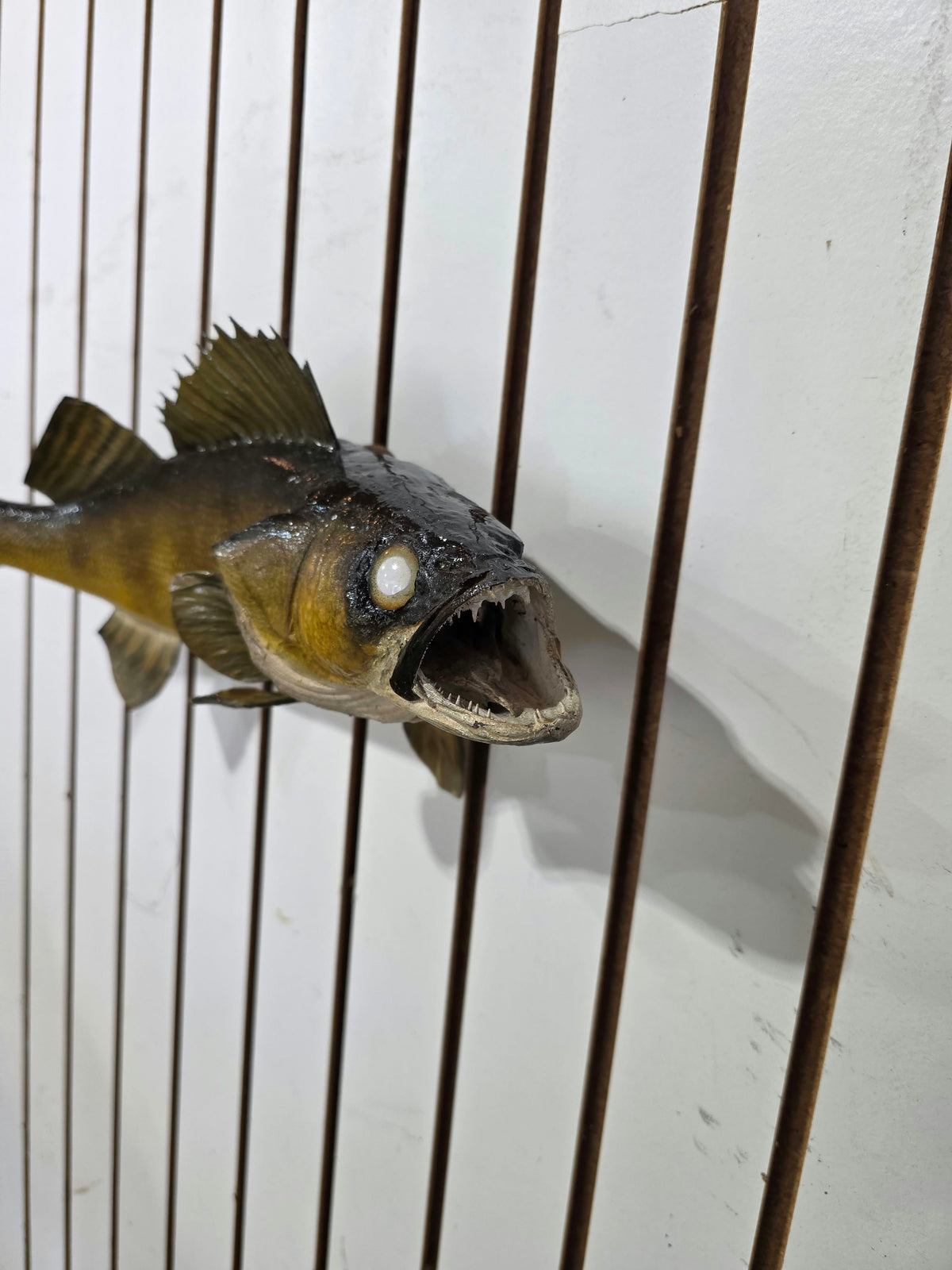 Comb100 - Lifelike 19" Walleye Fish Taxidermy Mount