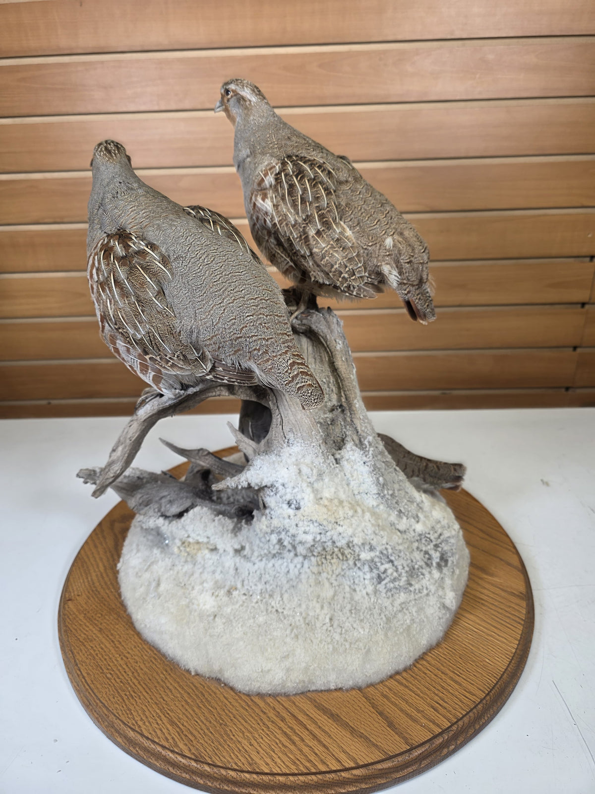 FHPT10 - Hungarian Grey Partridge — Taxidermy Specimen