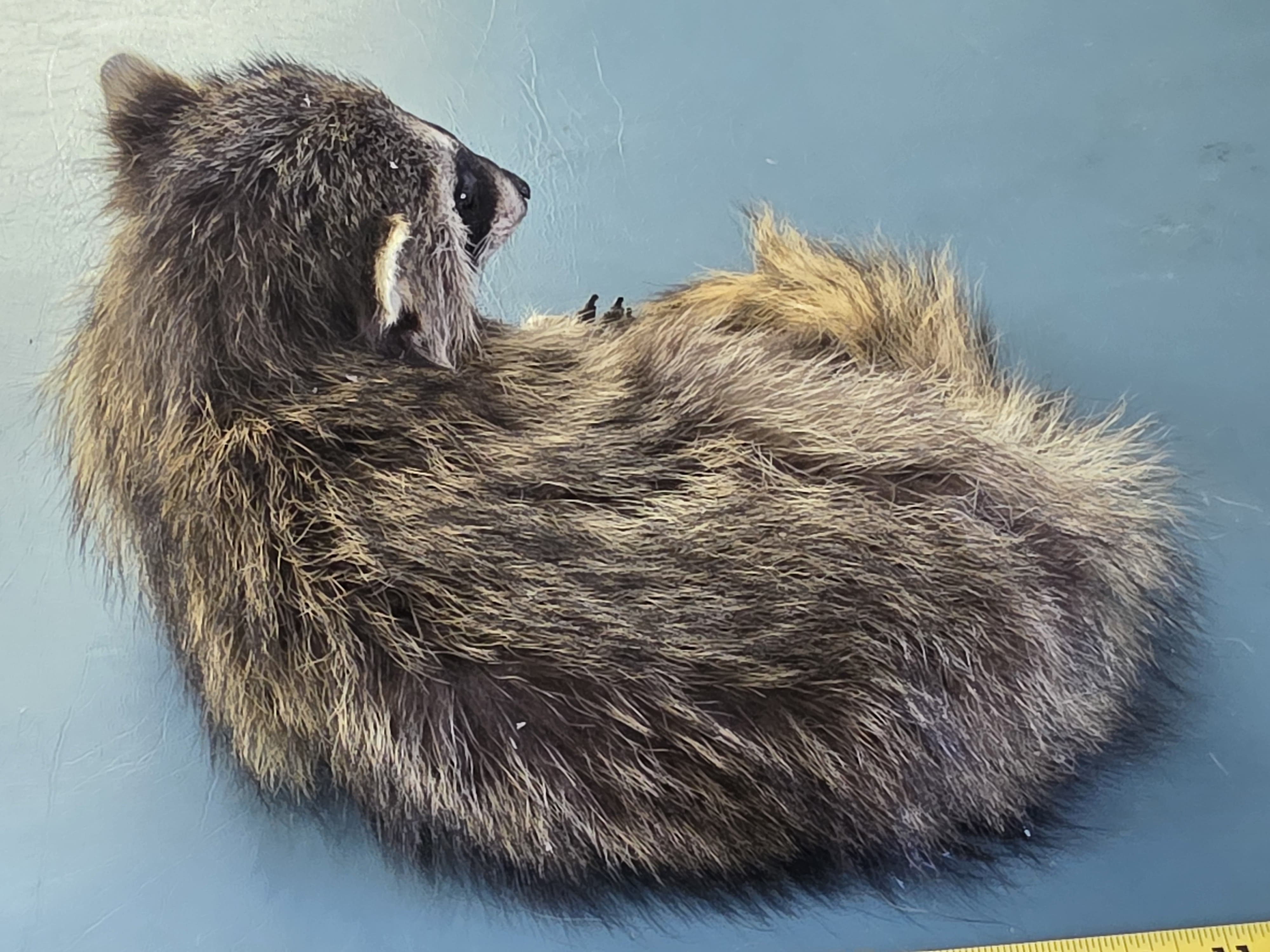 Fhjun17 - baby Raccoon Taxidermy Mount