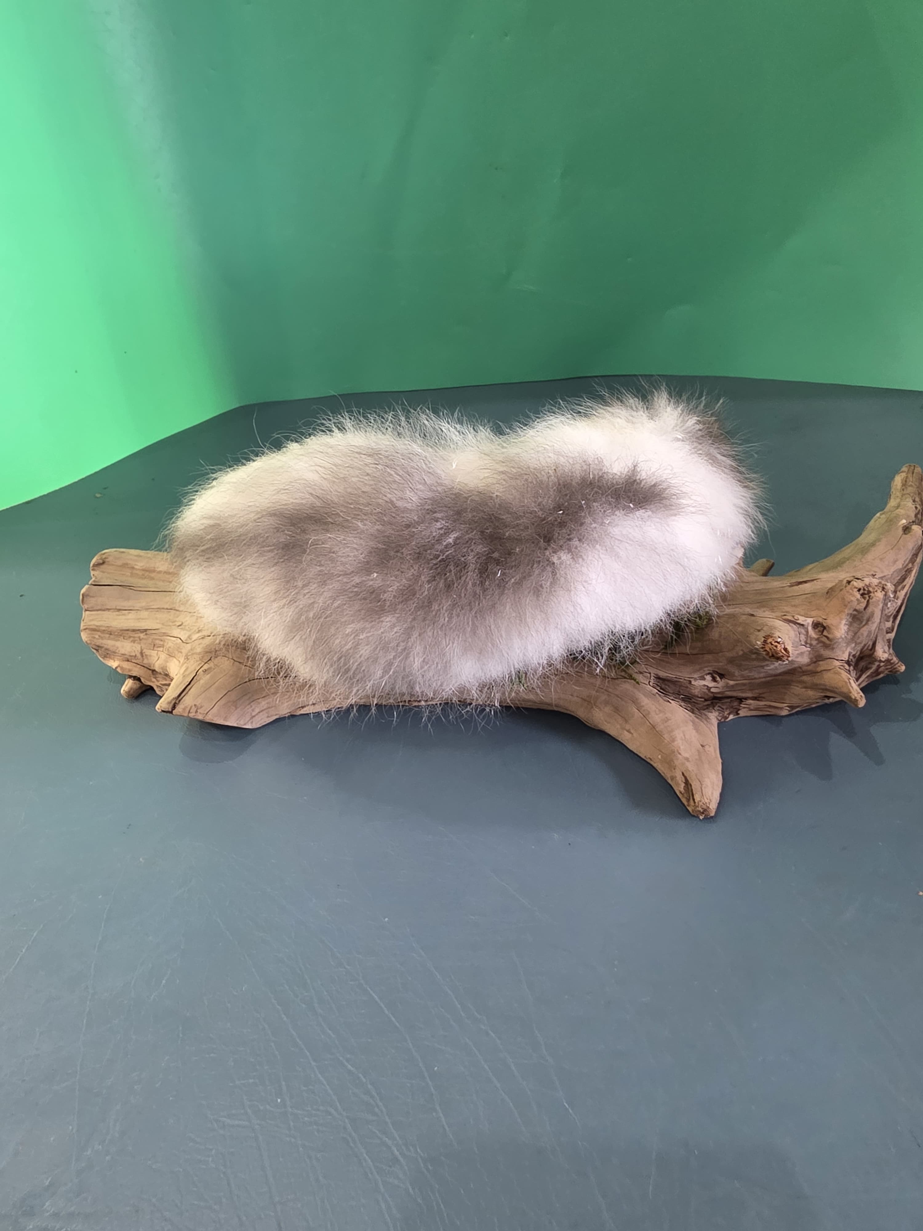 Fhjun14 - baby Ranch Fox Taxidermy Mount