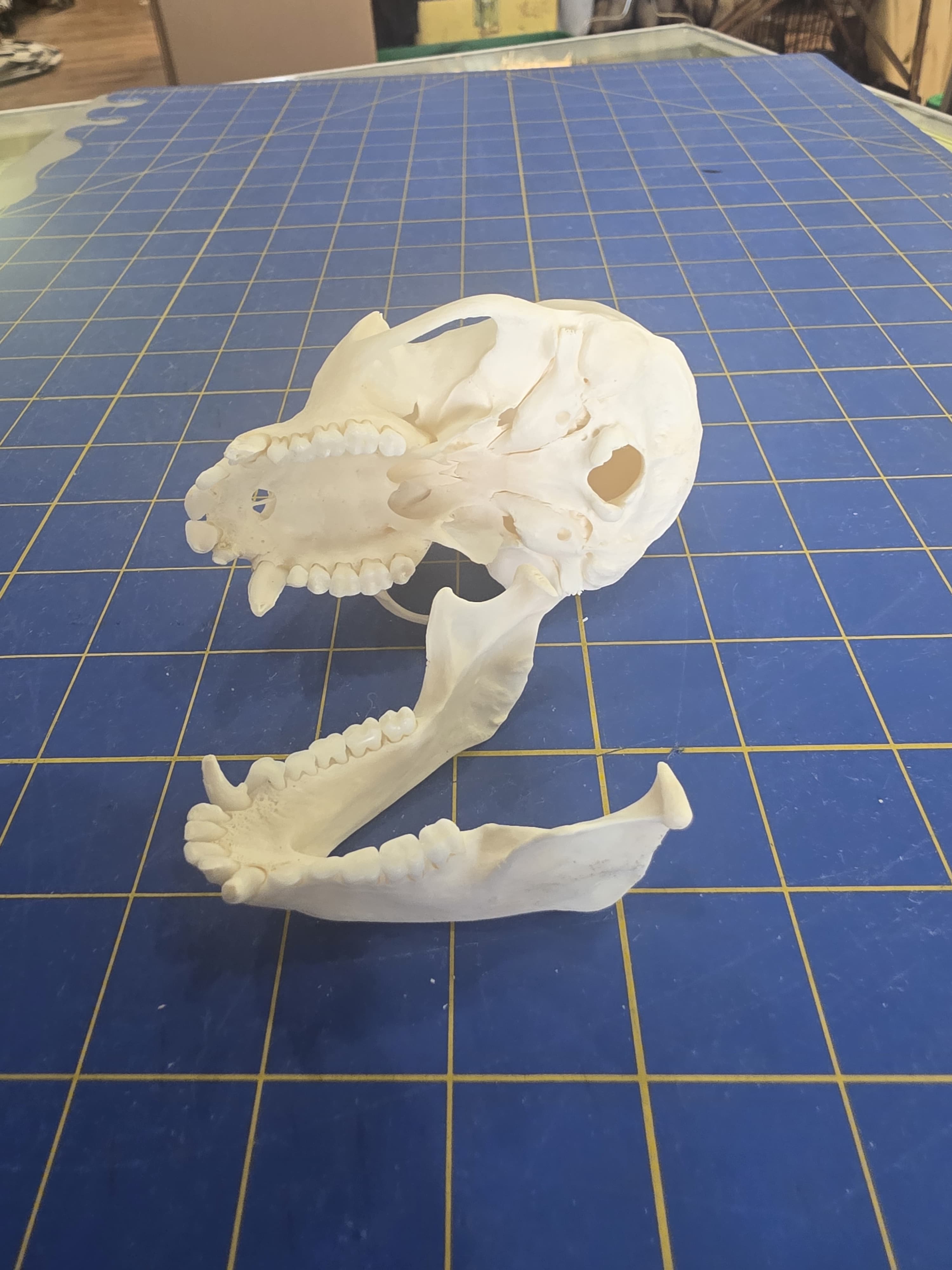 Fhmk14 - White-Throated Guenon Skull – Authentic Primate Skull Display