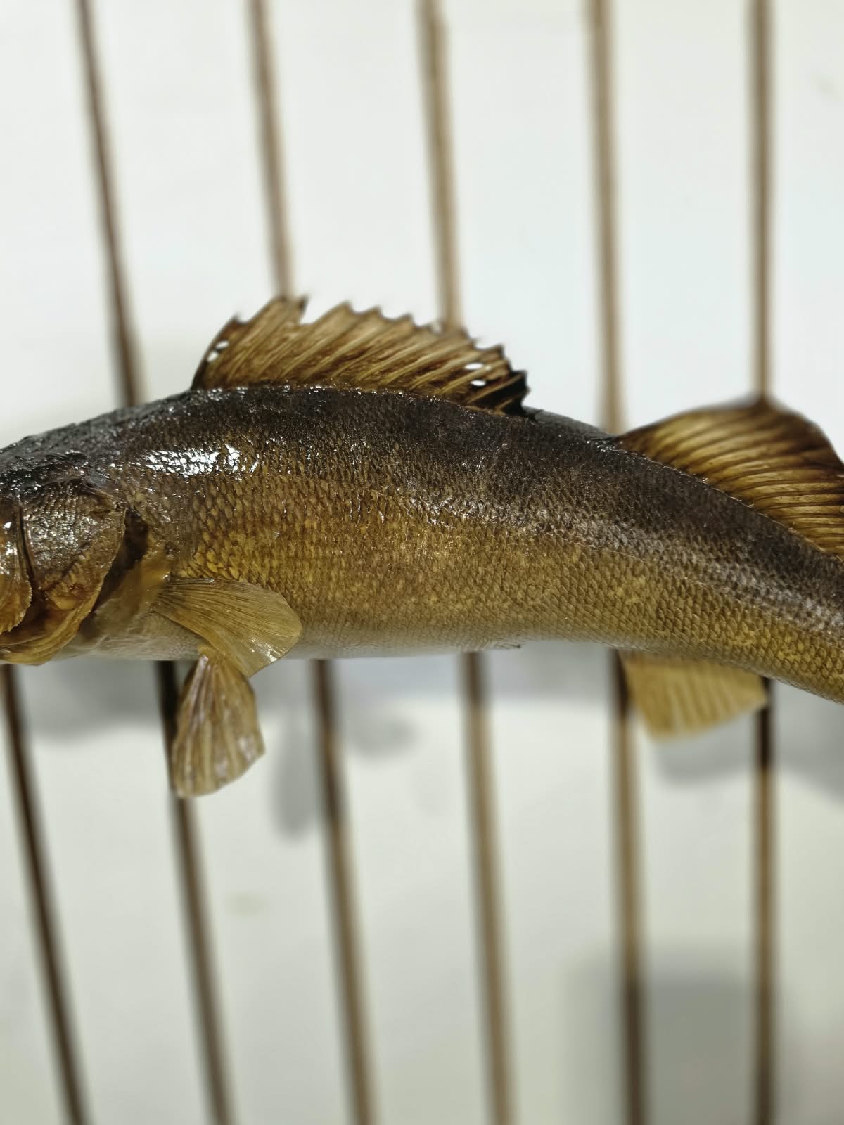 Comb108 - Trophy-Grade 22" Walleye Fish Taxidermy Mount