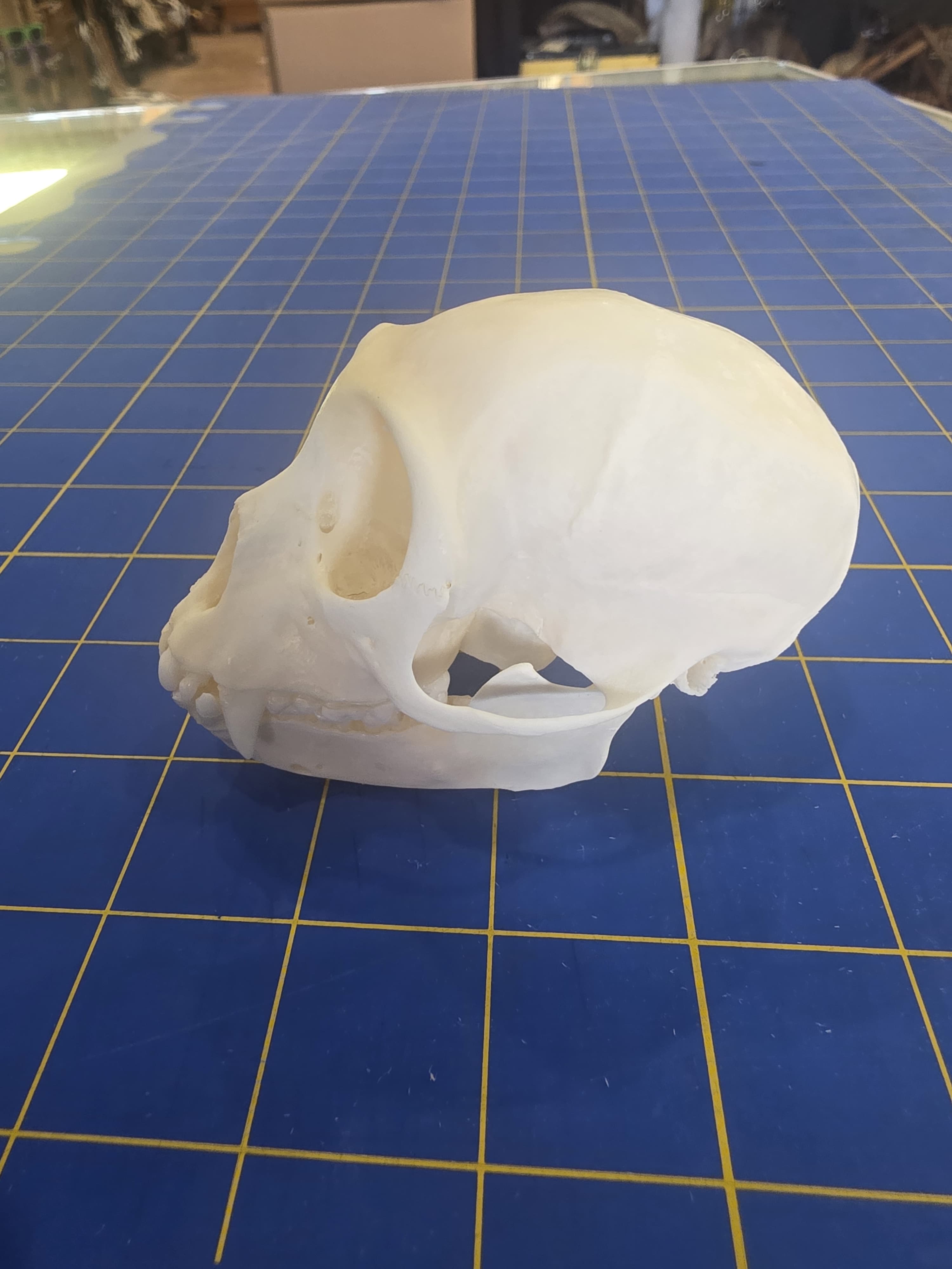 Fhmk10 - Spot-Nosed Monkey Skull – Authentic Primate Skull Display