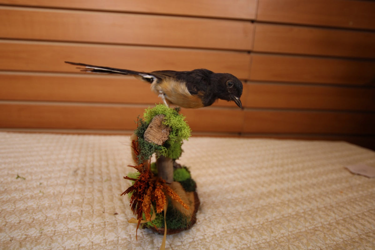 JTVBMA20 - Exquisite Taxidermy Small Black Bird