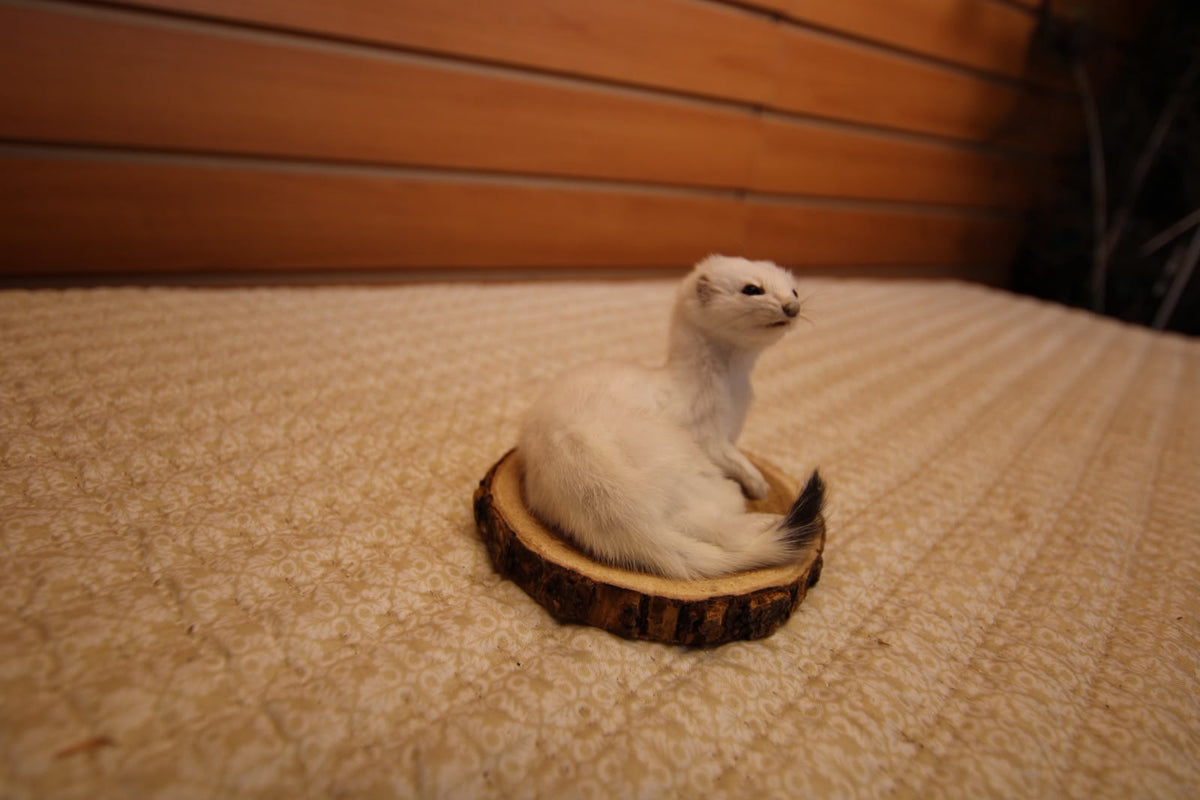 FHWEAS003 - Winter White Ermine (Short-Tailed Weasel) Taxidermy Mount