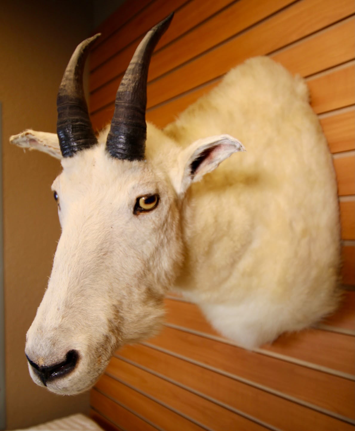 FHMGOA01 - Stunning Taxidermy Mountain Goat Head