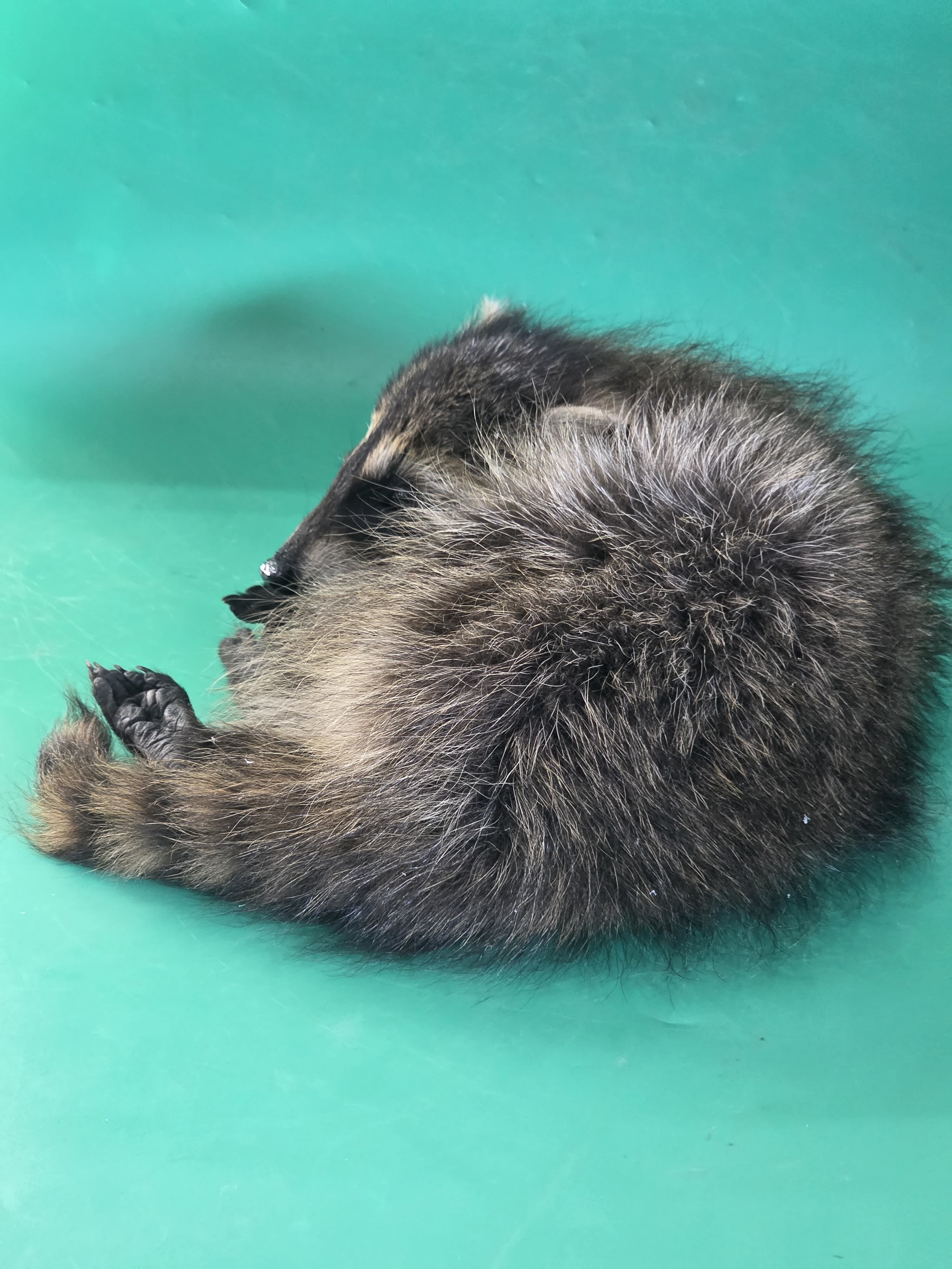 Fhjun10 - baby Raccoon Taxidermy Mount