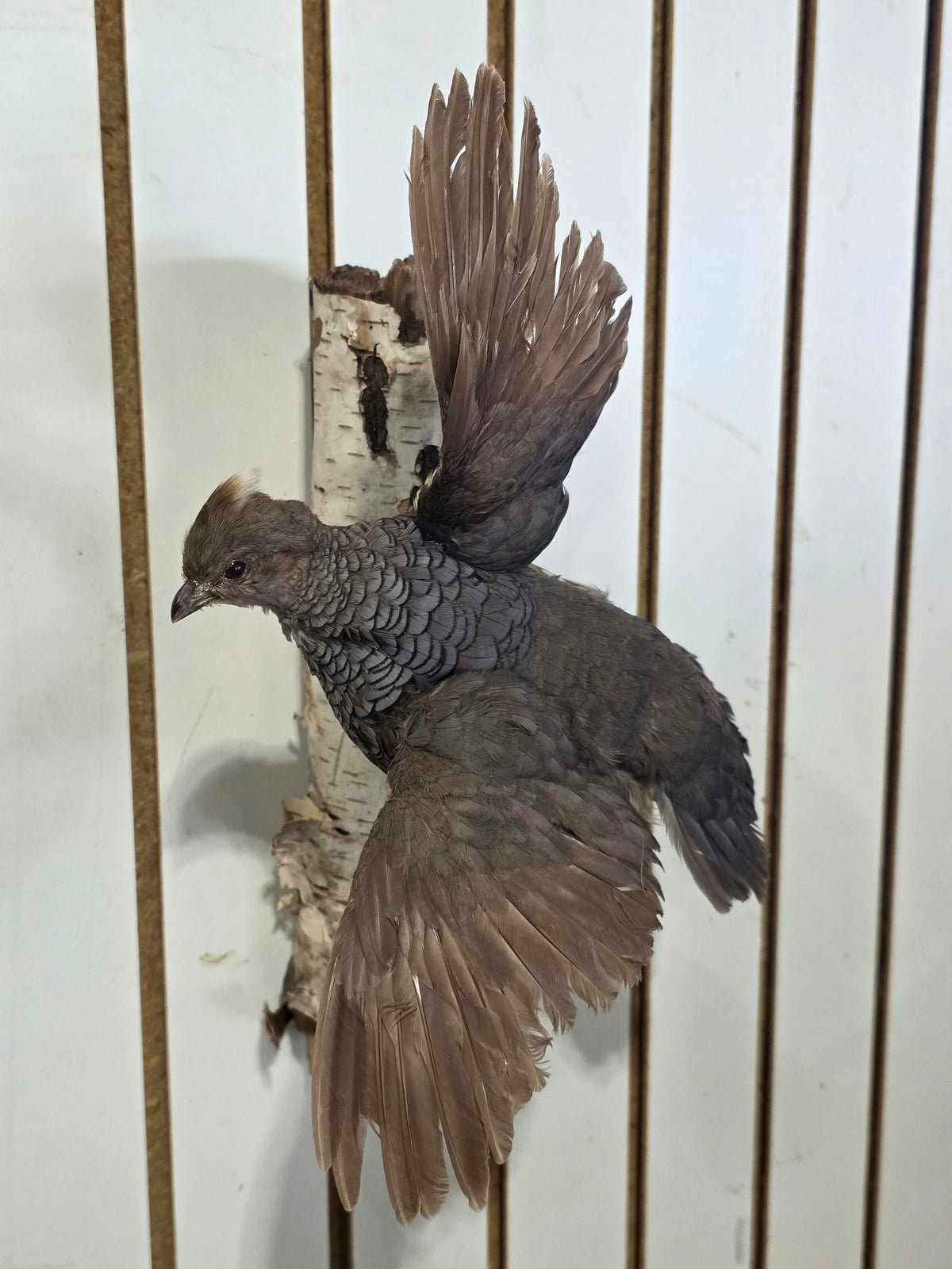 Comb121 - Exquisite Blue Scaled Quail Taxidermy Mount