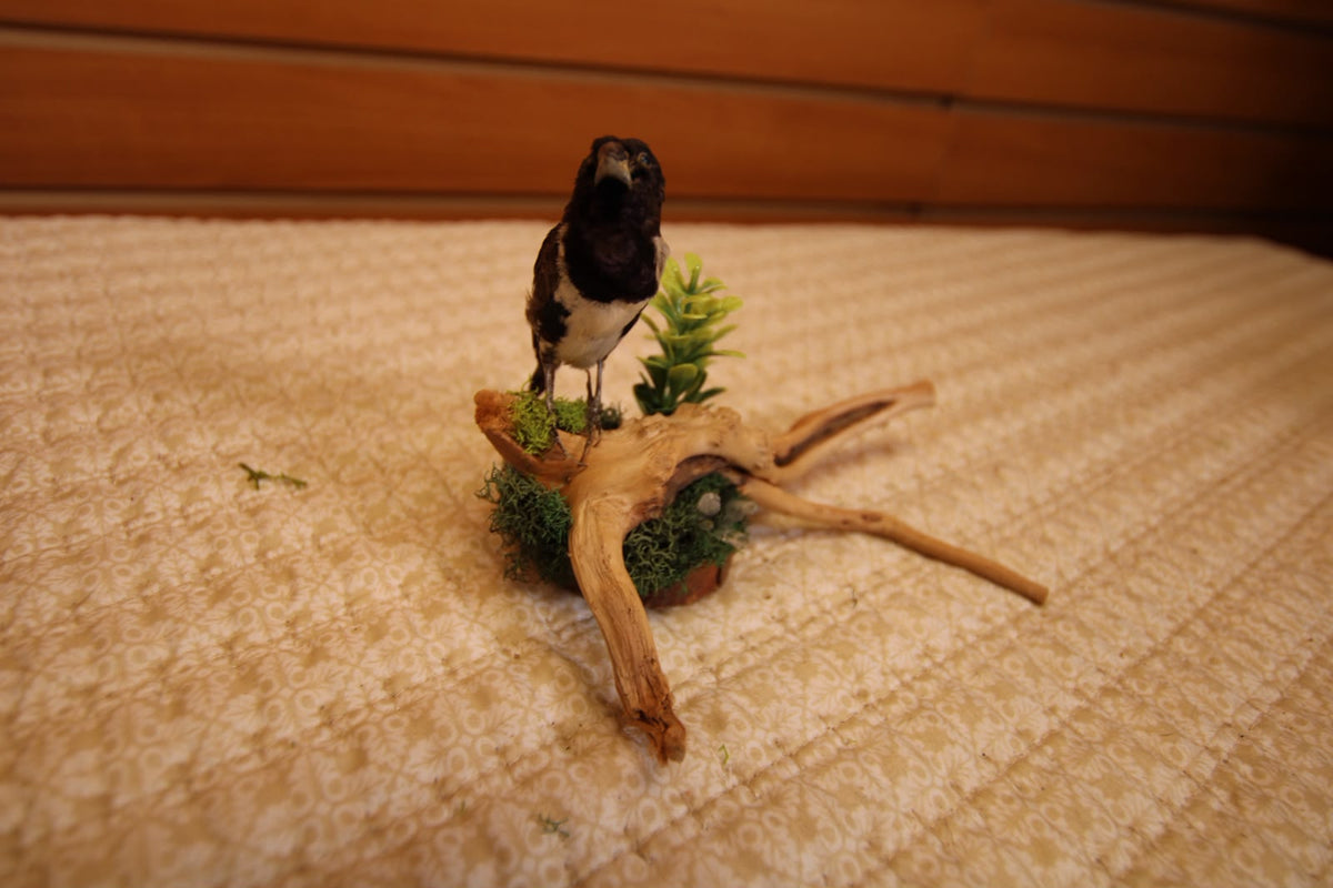 JTVBJV76 - Exquisite Taxidermy Bronze Mannikin
