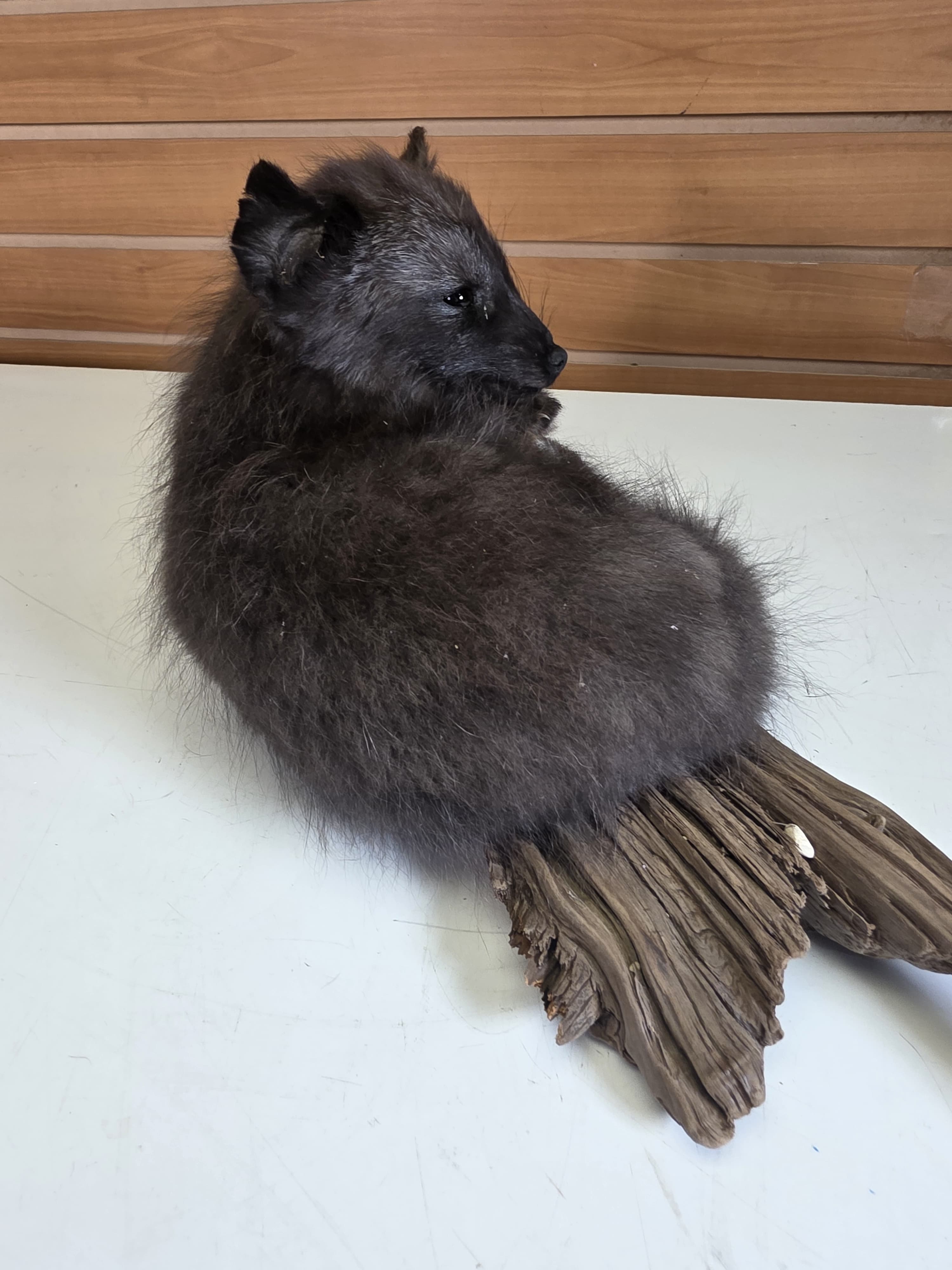 Fhjun29 - baby Ranch Fox Taxidermy Mount