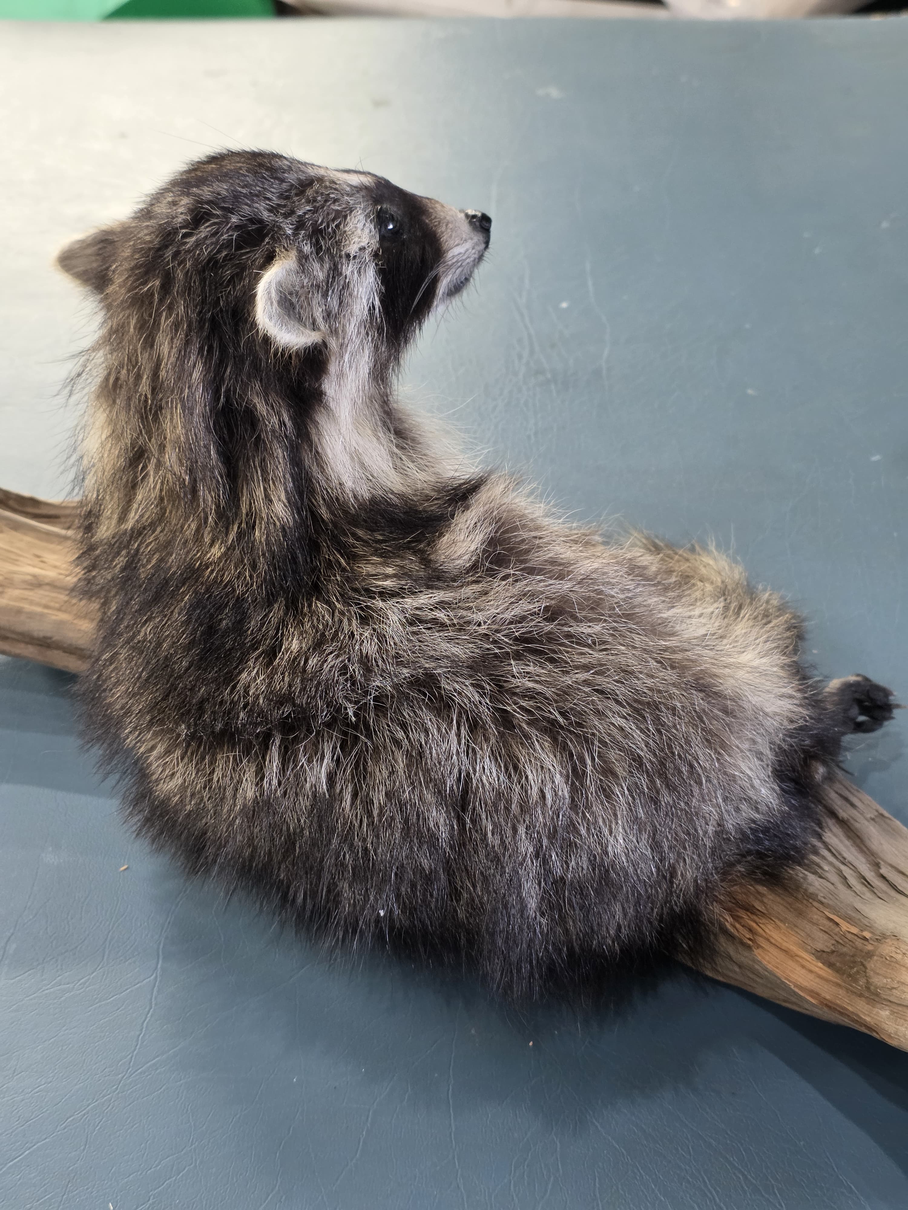 Fhjun24 - baby Raccoon Taxidermy Mount