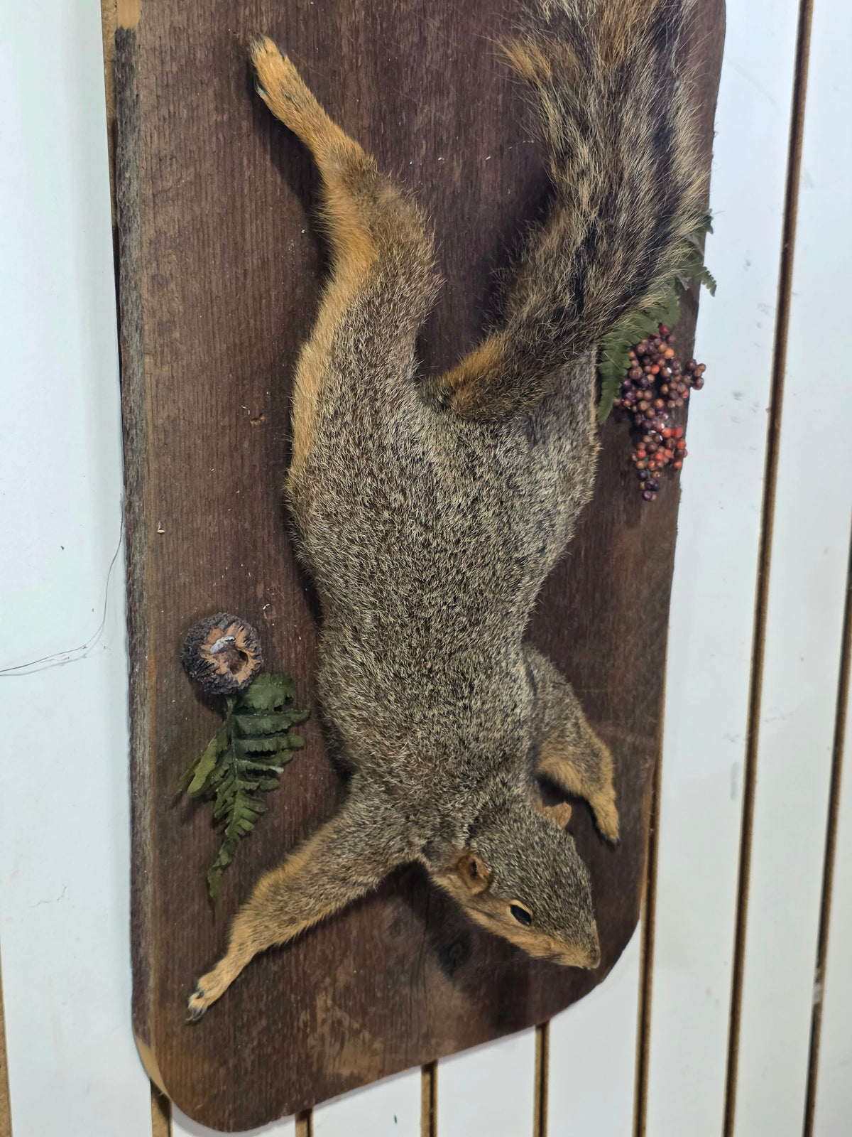 Comb119 - Charming Red Squirrel Taxidermy Mount
