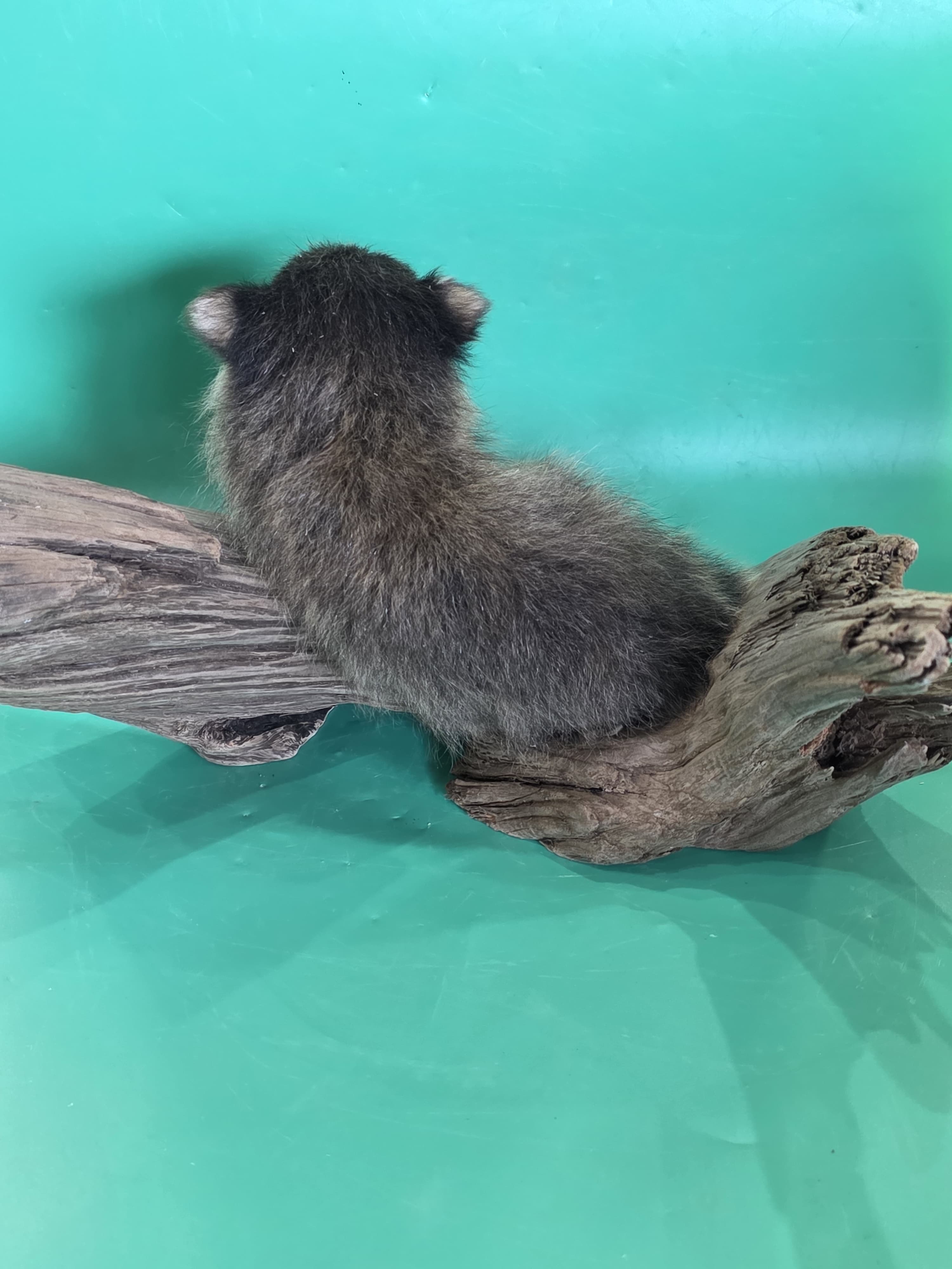 Fhjun11 - Baby Raccoon Taxidermy Mount