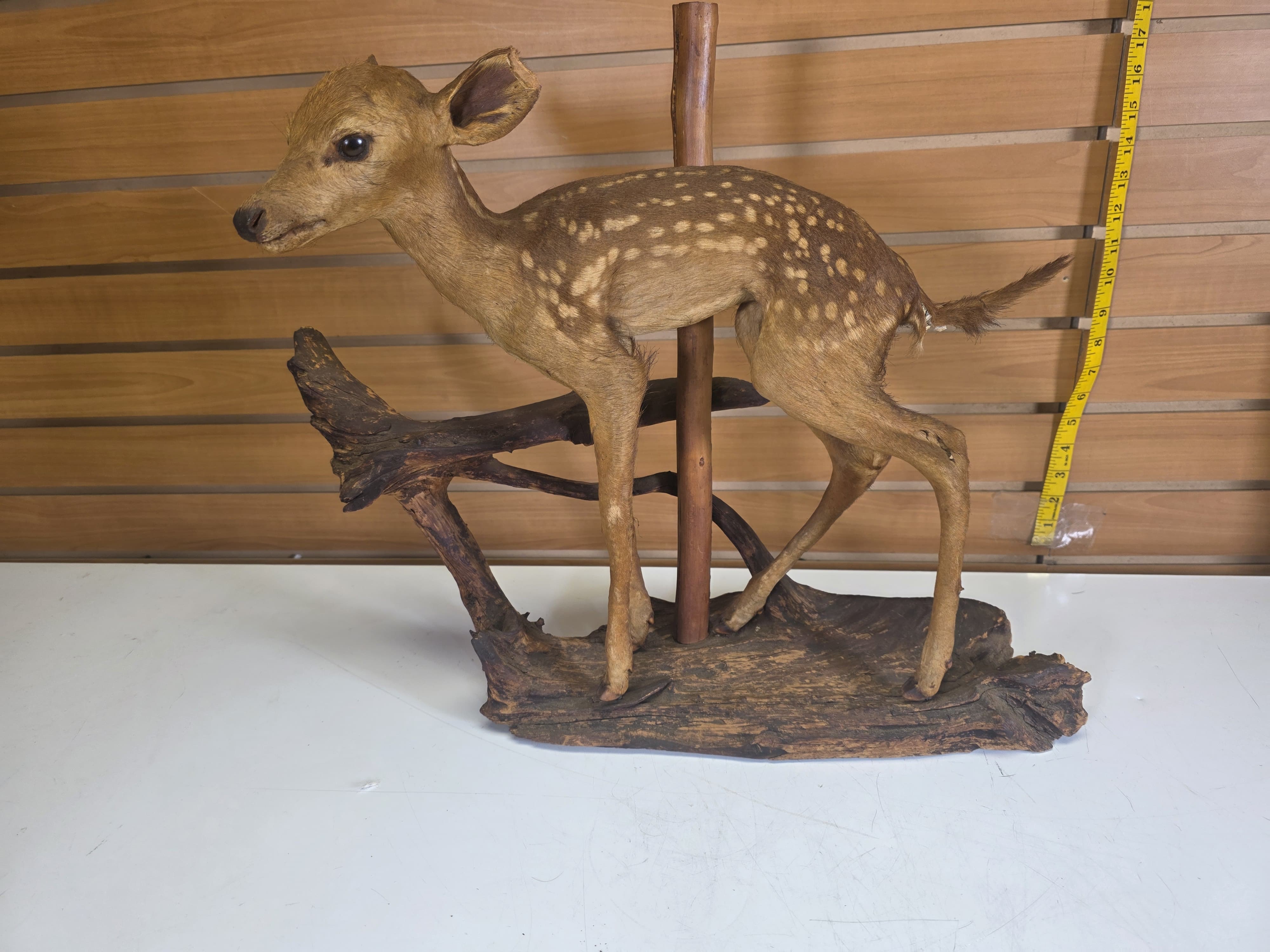 Fhdr203 - Vintage Fawn Deer Taxidermy Mount – Ear & Tail Damage