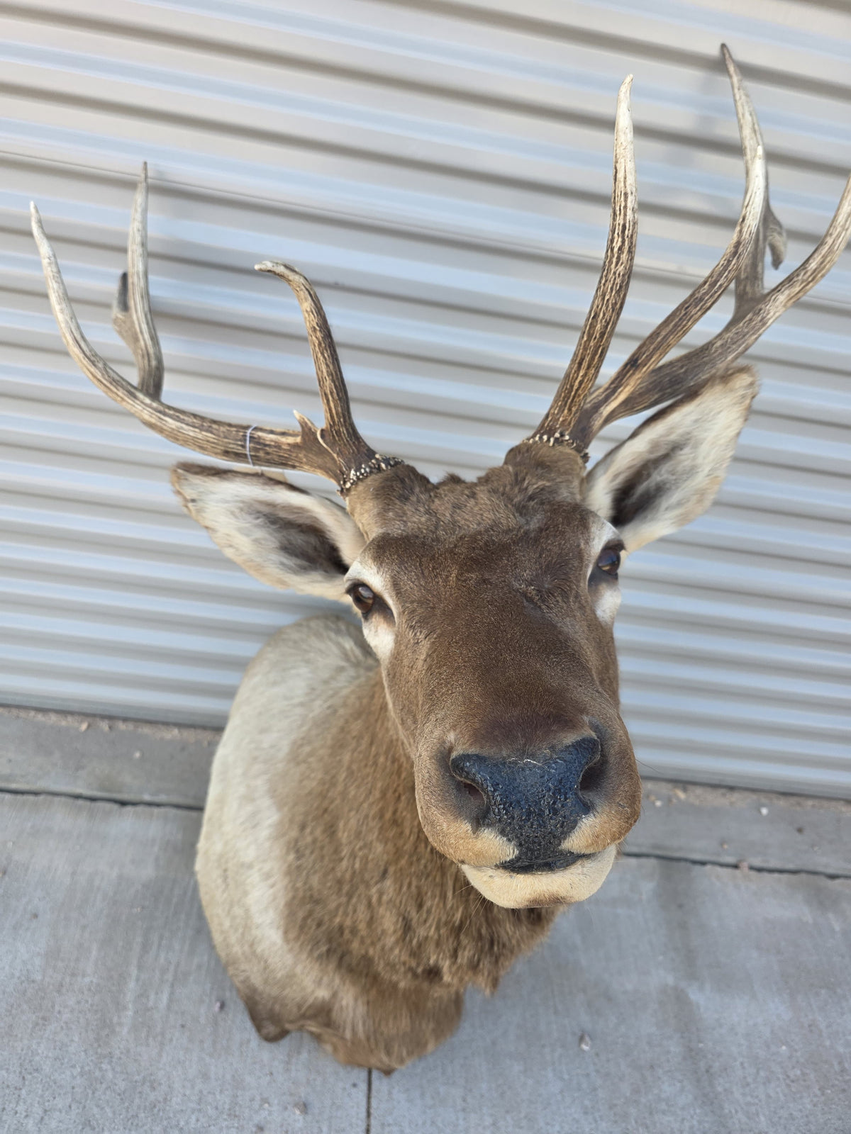 FHBIN6 - Authentic Rocky Mountain Bull Elk Taxidermy Shoulder Mount