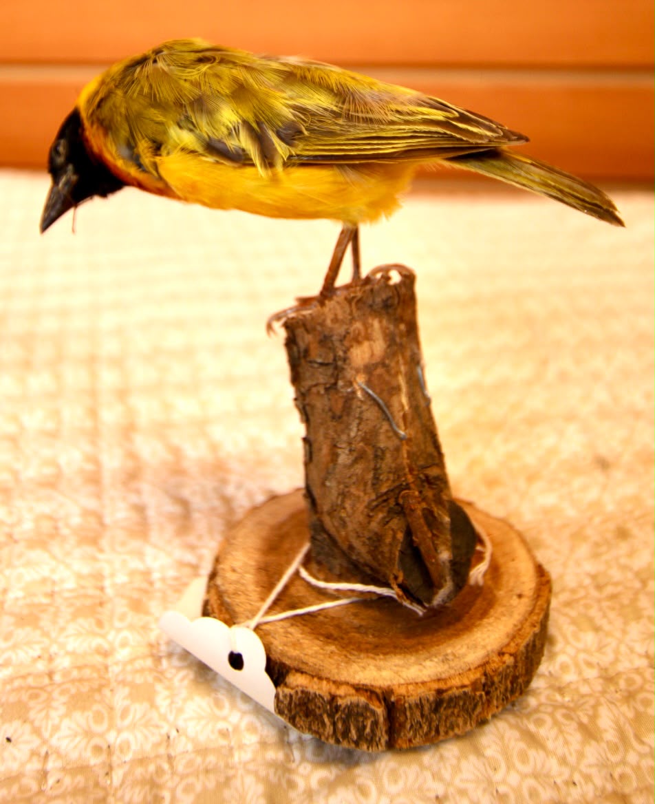 FHSP137 - Exquisite Taxidermy Black-Headed Weaver